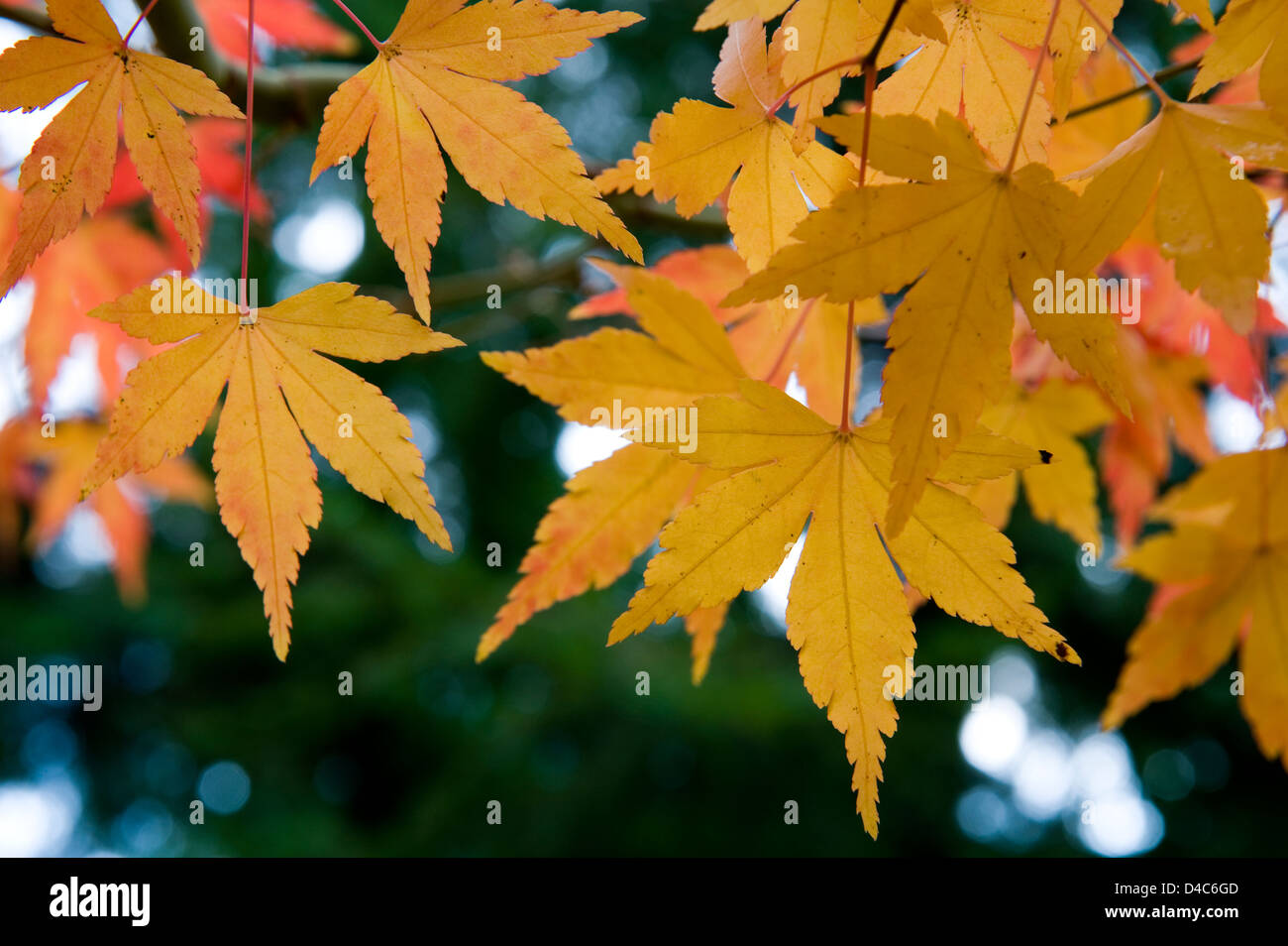 Artistic composition of yellow-orange Japanese maple foliage leaves in the autumn. Stock Photo