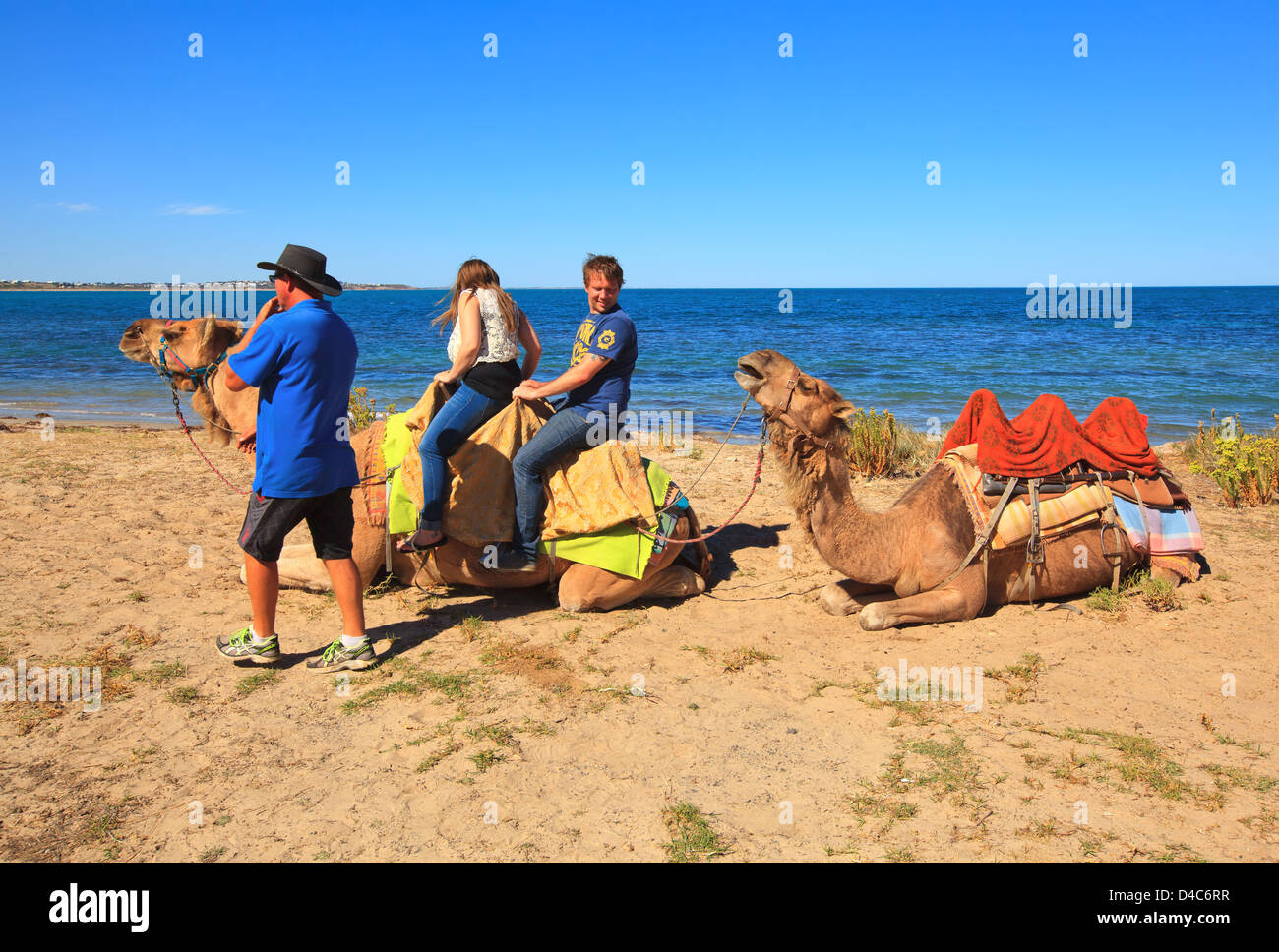 Camel rides at Victor Harbor on the Fleurieu Peninsula in South Australia Stock Photo