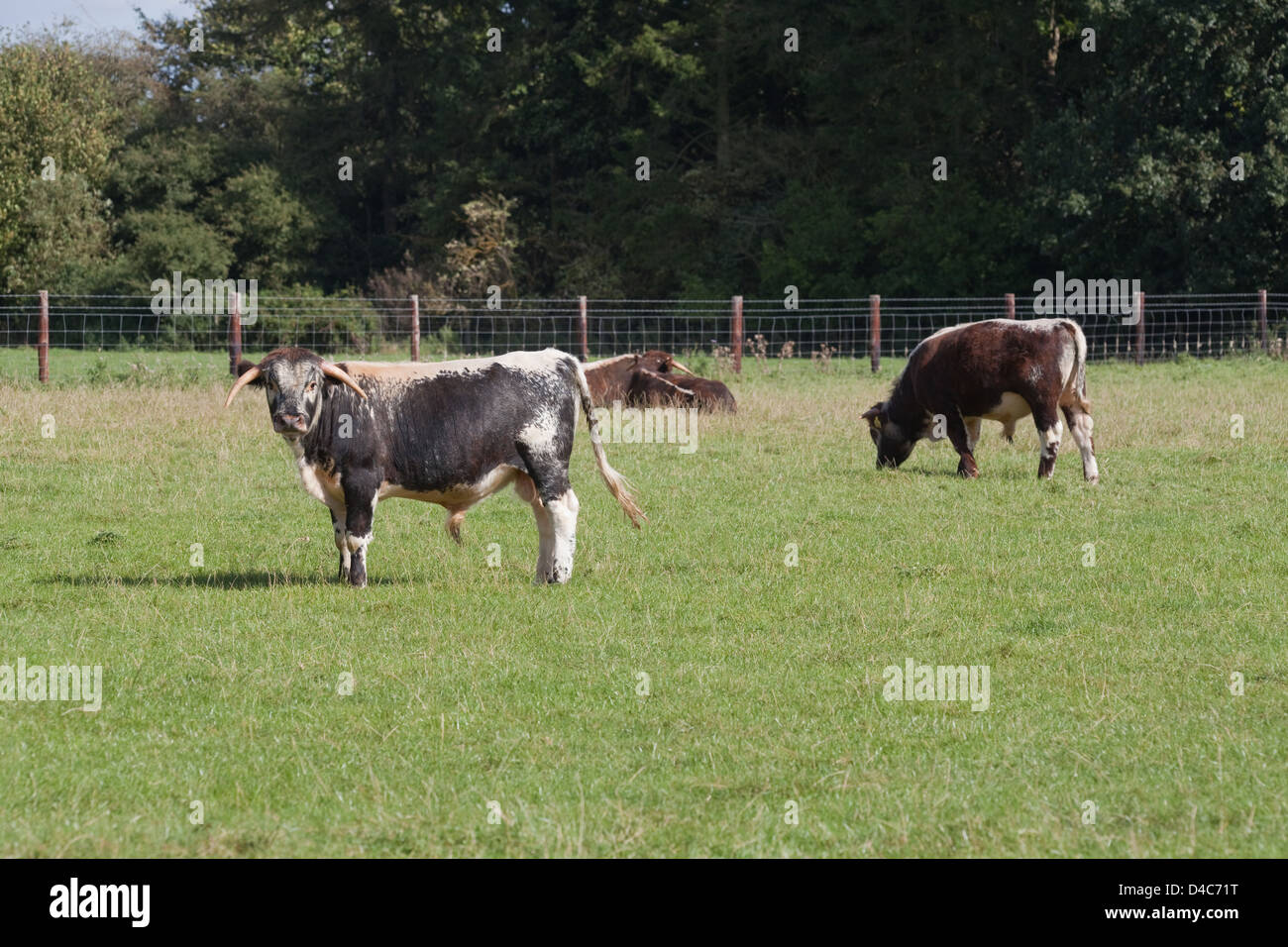 English Longhorn Cattle (Bos taurus). Private estate, Norfolk. England. Stock Photo