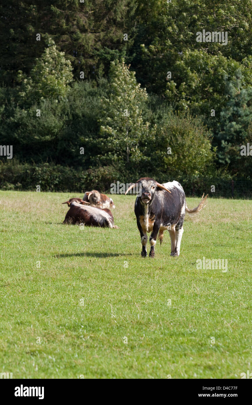 English Longhorn Cattle (Bos taurus). Private estate, Norfolk. England. Stock Photo