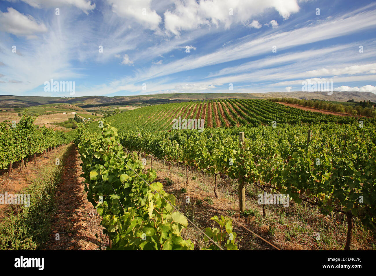 Row upon row of white grape vines on the day of harvest, Oneiric Wine Farm, Elgin, Western Cape Stock Photo