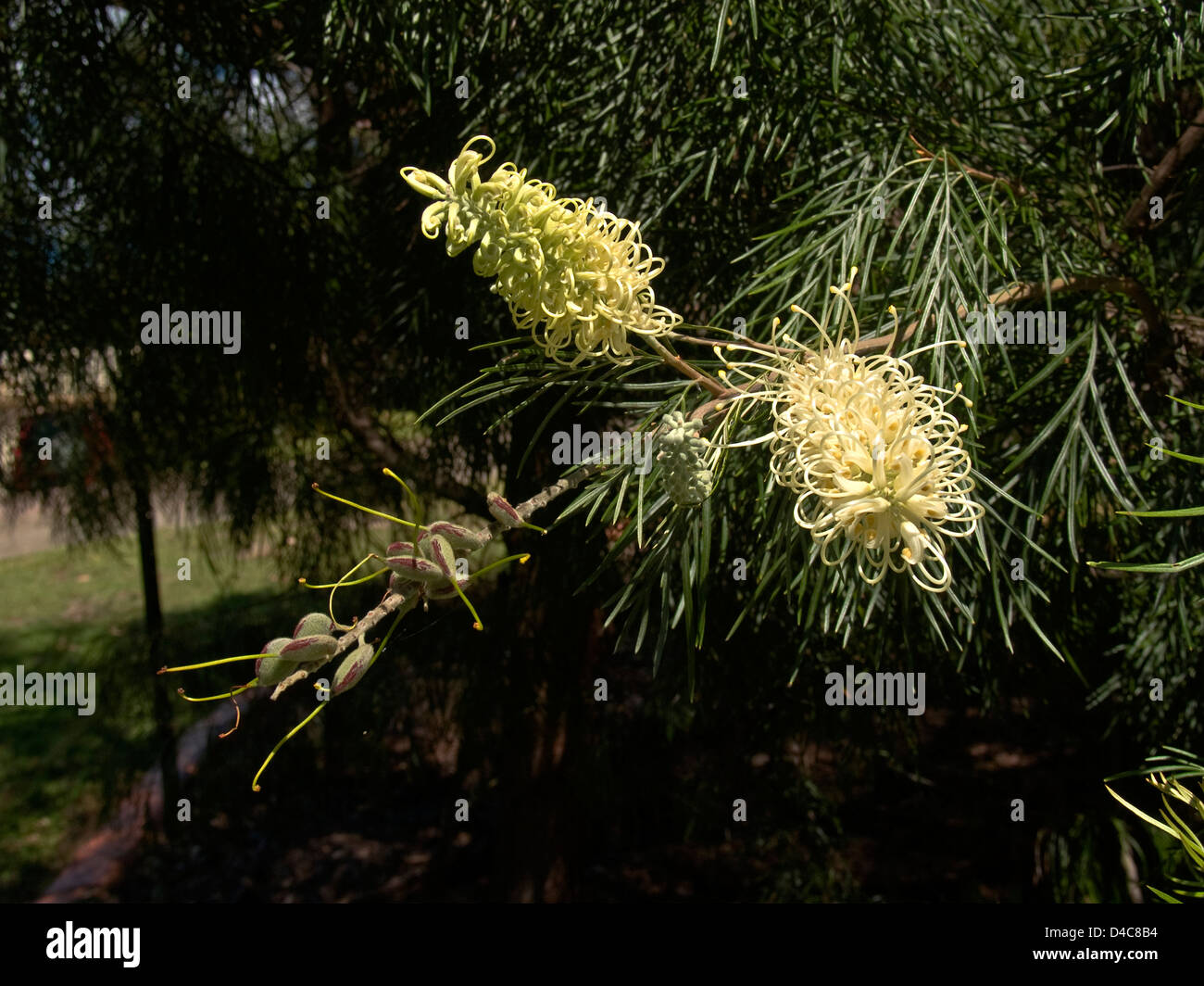Grevillea flowers (Proteaceae) Stock Photo