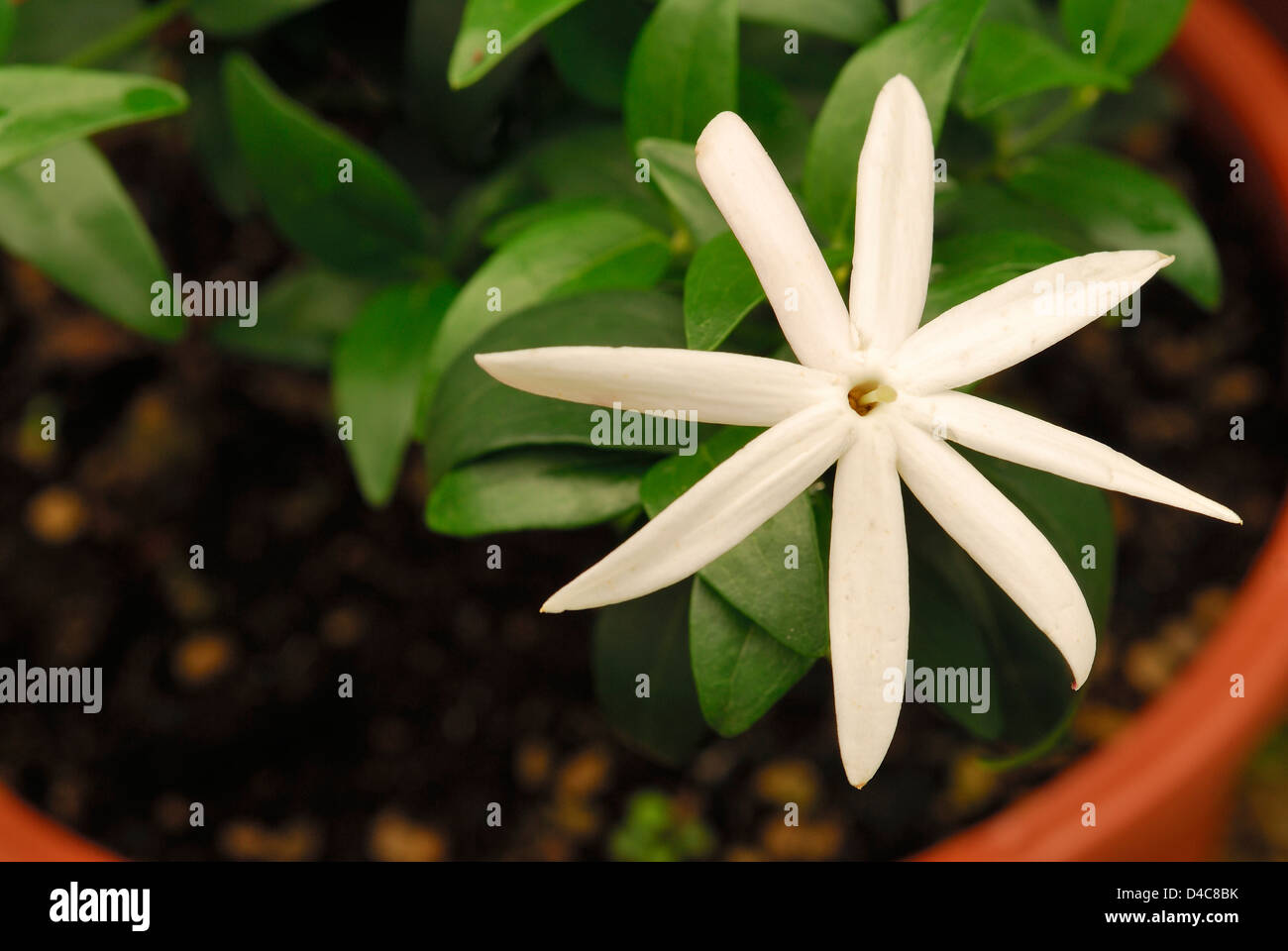 Starry wild jasmine Jasminum multipartitum, Oleaceae Stock Photo Alamy
