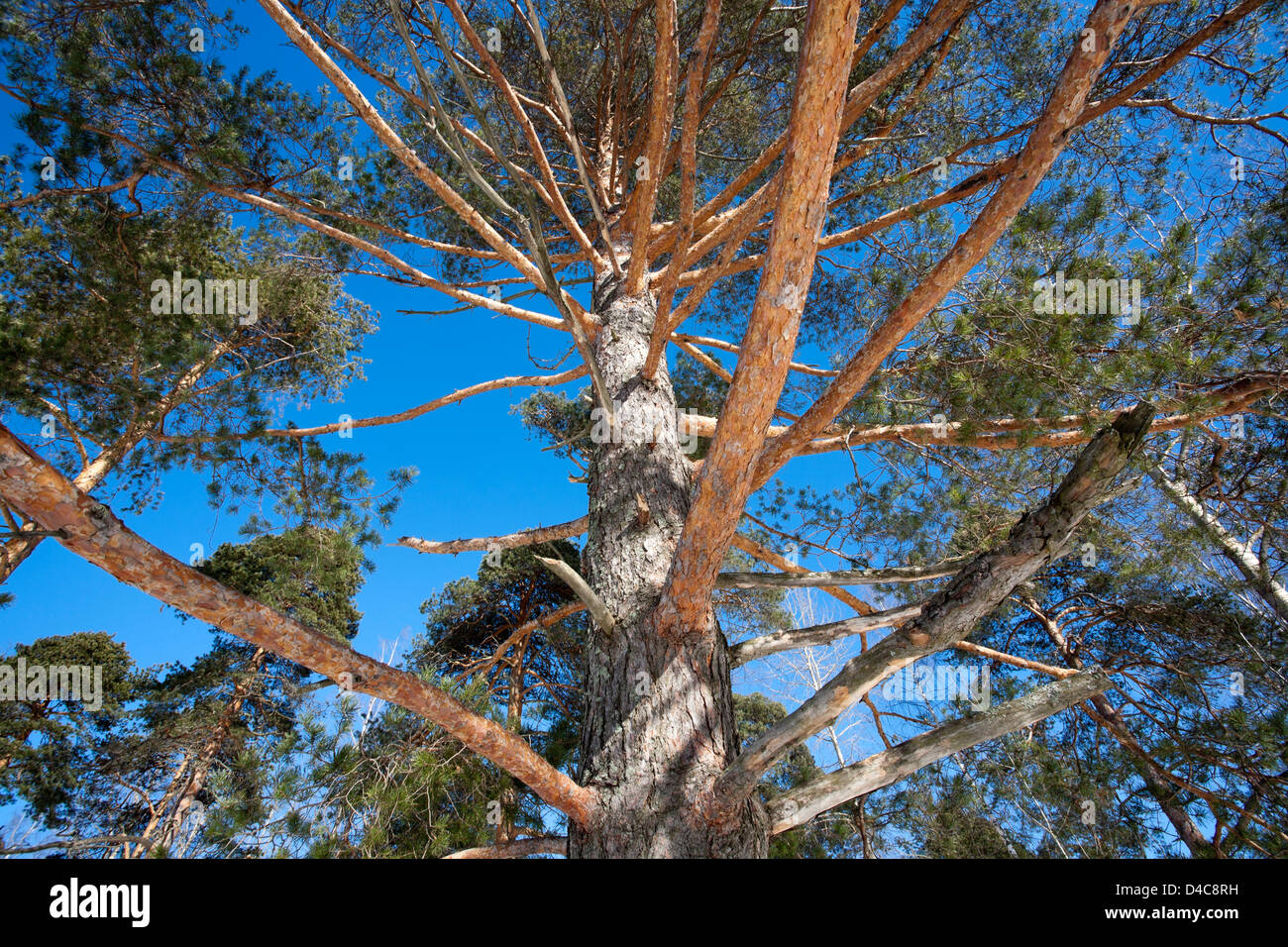 Pinus sylvestris europe hi-res stock photography and images - Alamy