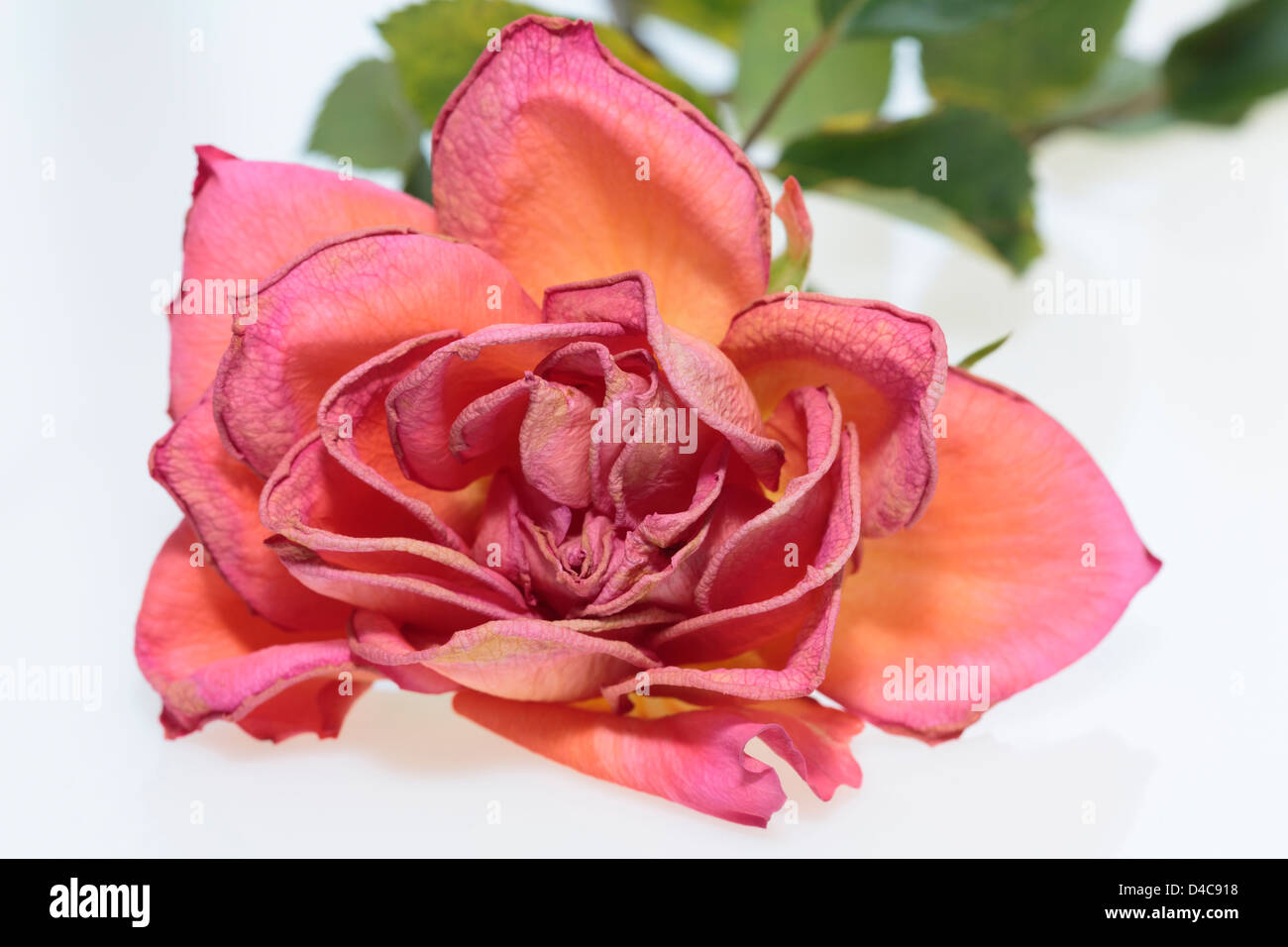 Dead pink Rose flower with petals shriveled and dried up on a plain