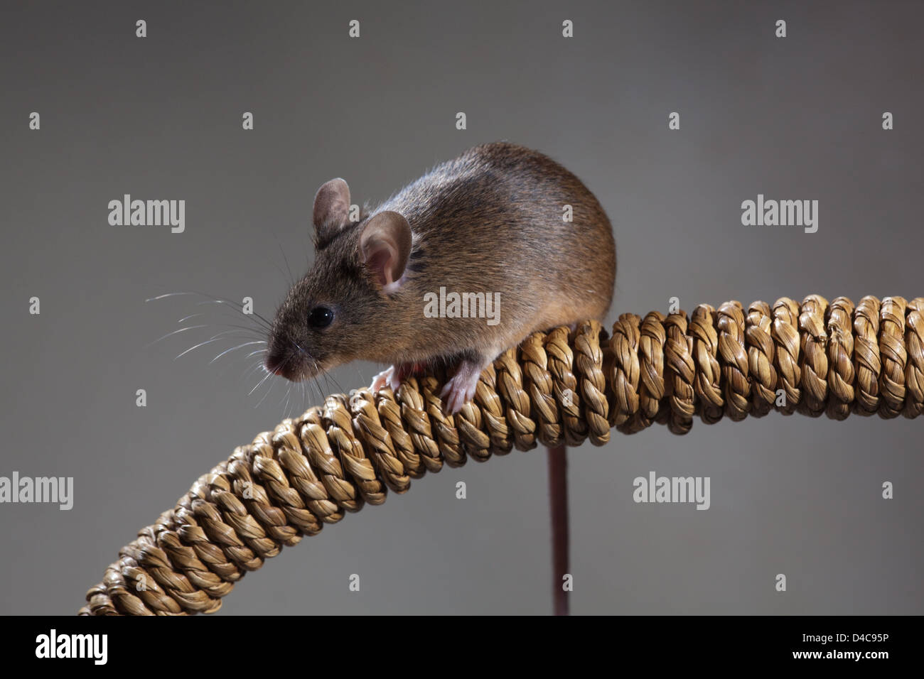 HOUSE MOUSE Mus musculus. Stock Photo