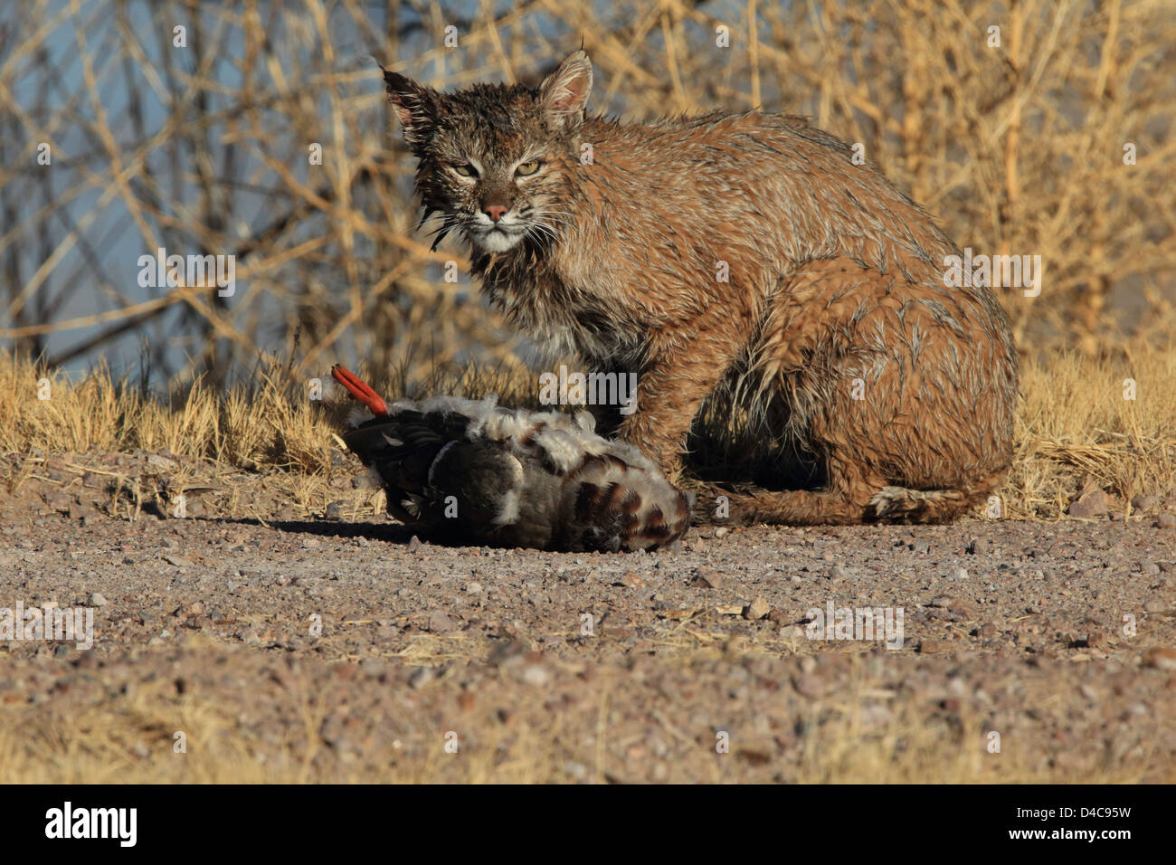 Bobcat,Lynx rufus,Bosque del Apache National Wildlife Refuge, New