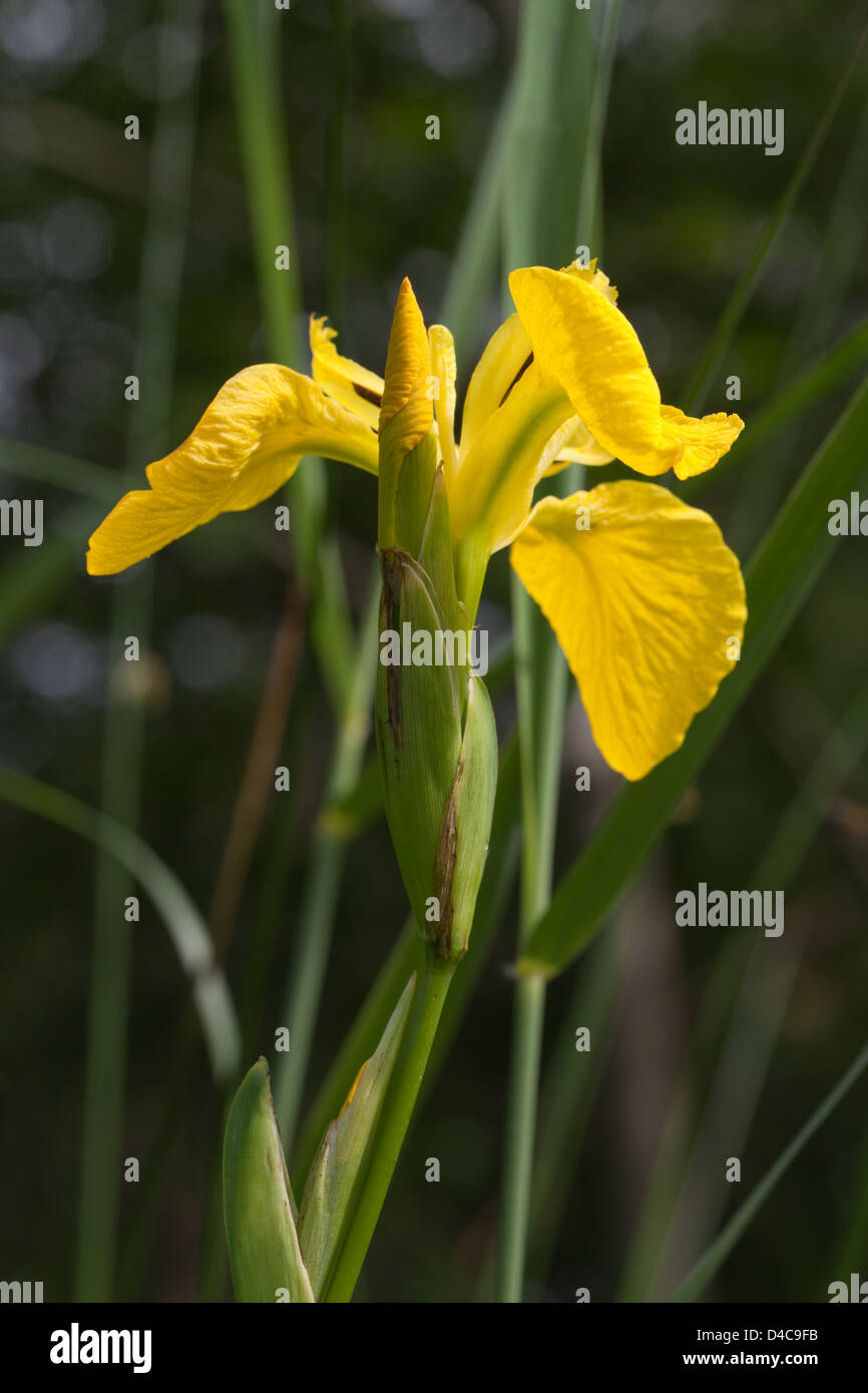 Yellow Flag or Yellow Iris (Iris pseudacorus).Found in the plant community in swampy ground around the edges of ponds, waterways Stock Photo