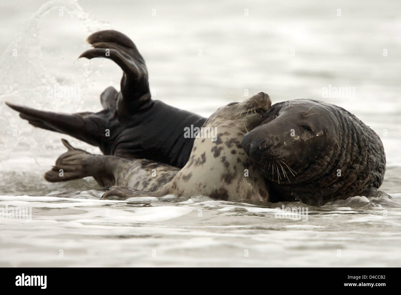 A grey seal (lat.: Halichoerus grypus) cuddles with its pup on North ...