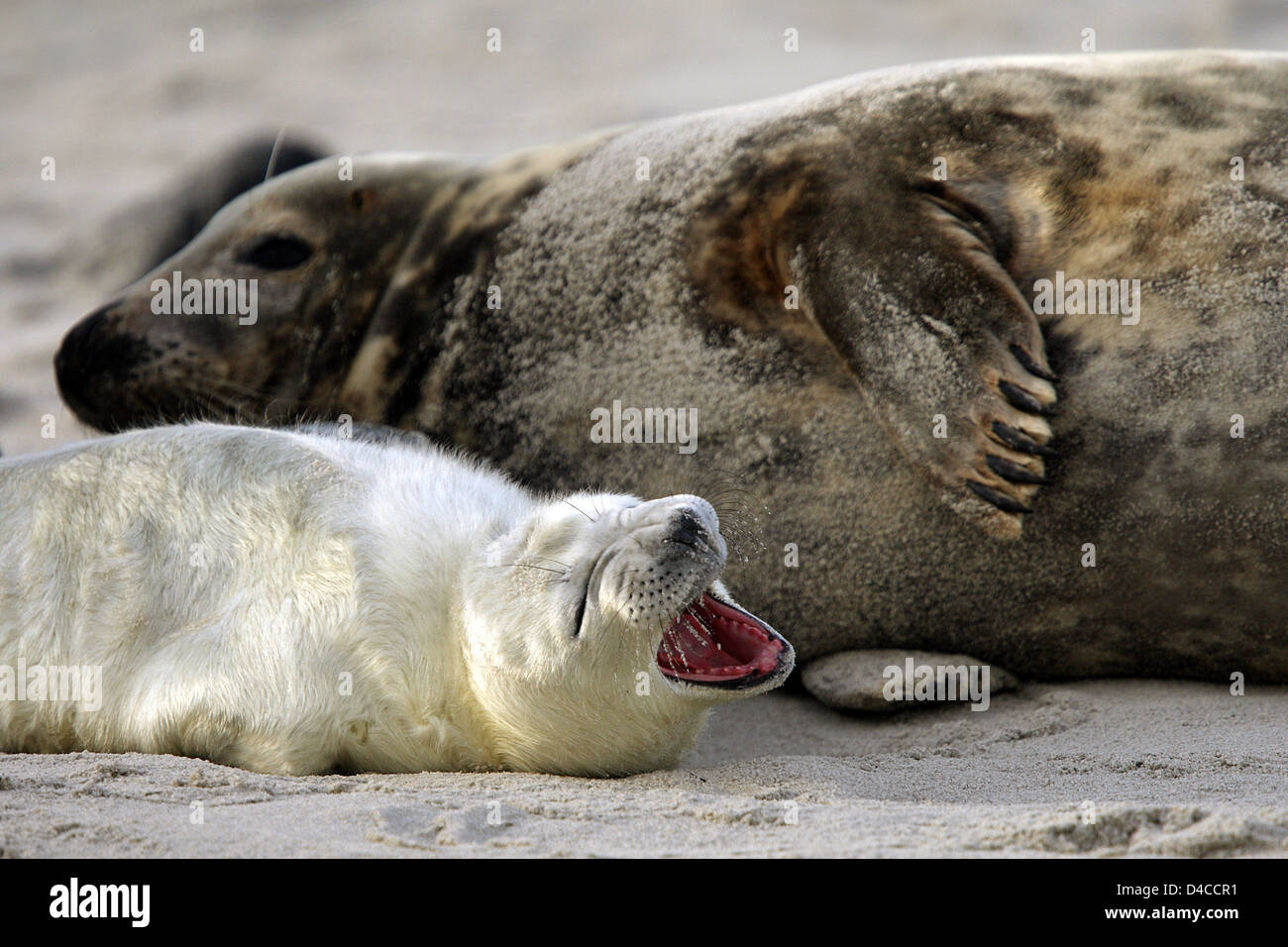 A grey seal (lat.: Halichoerus grypus) cuddles with its pup on North ...