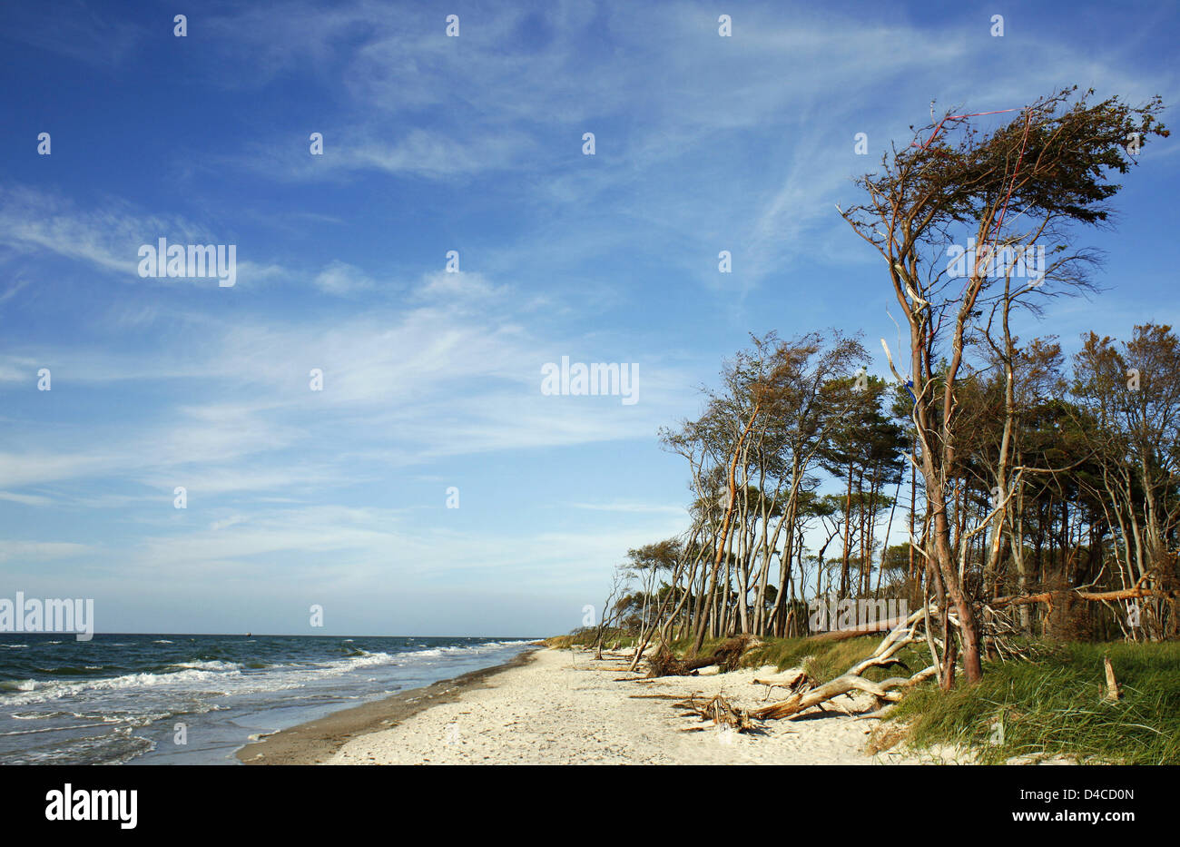 The picture shows the west beach of the Darss-Zingst region at peninsula Fischland with trees bent by wind, in Fischland, Germany, 6 September 2007. The core area of Western Pomerania Lagoon Area National Park (Nationalpark Vorpommersche Boddenlandschaft) begins here. The Darß forest is closed for motorised vehicles and the beach and a light house can only be reached by foot, by bi Stock Photo