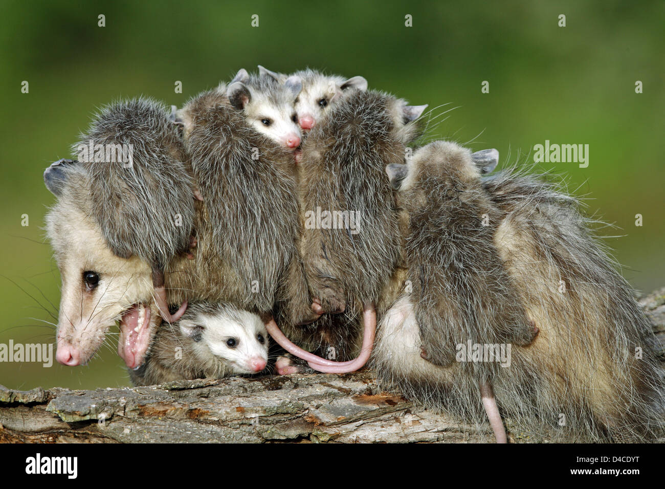 A Virginia oppossum mother (lat. Didelphis marsupialis virginiana) carries its offspring while