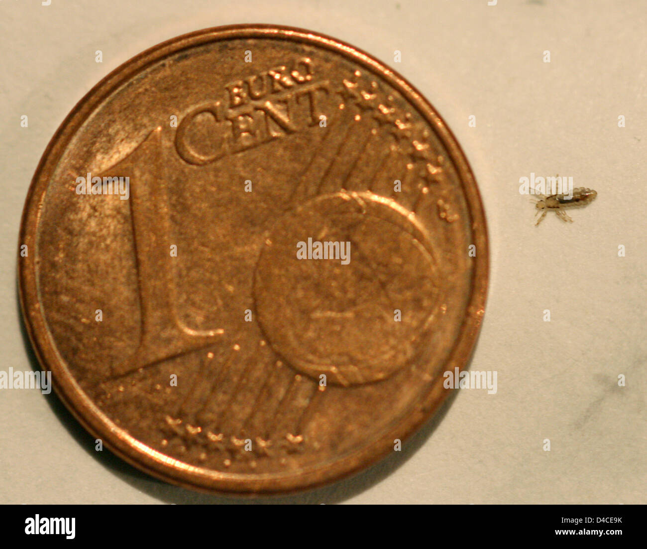 The photo depicts a head louse (R) (lat.: Pediculus humanus capitis) next to an one euro cent coin in Freiburg, Germany, 16 Janaury 2008. Photo: Patrick Seeger Stock Photo