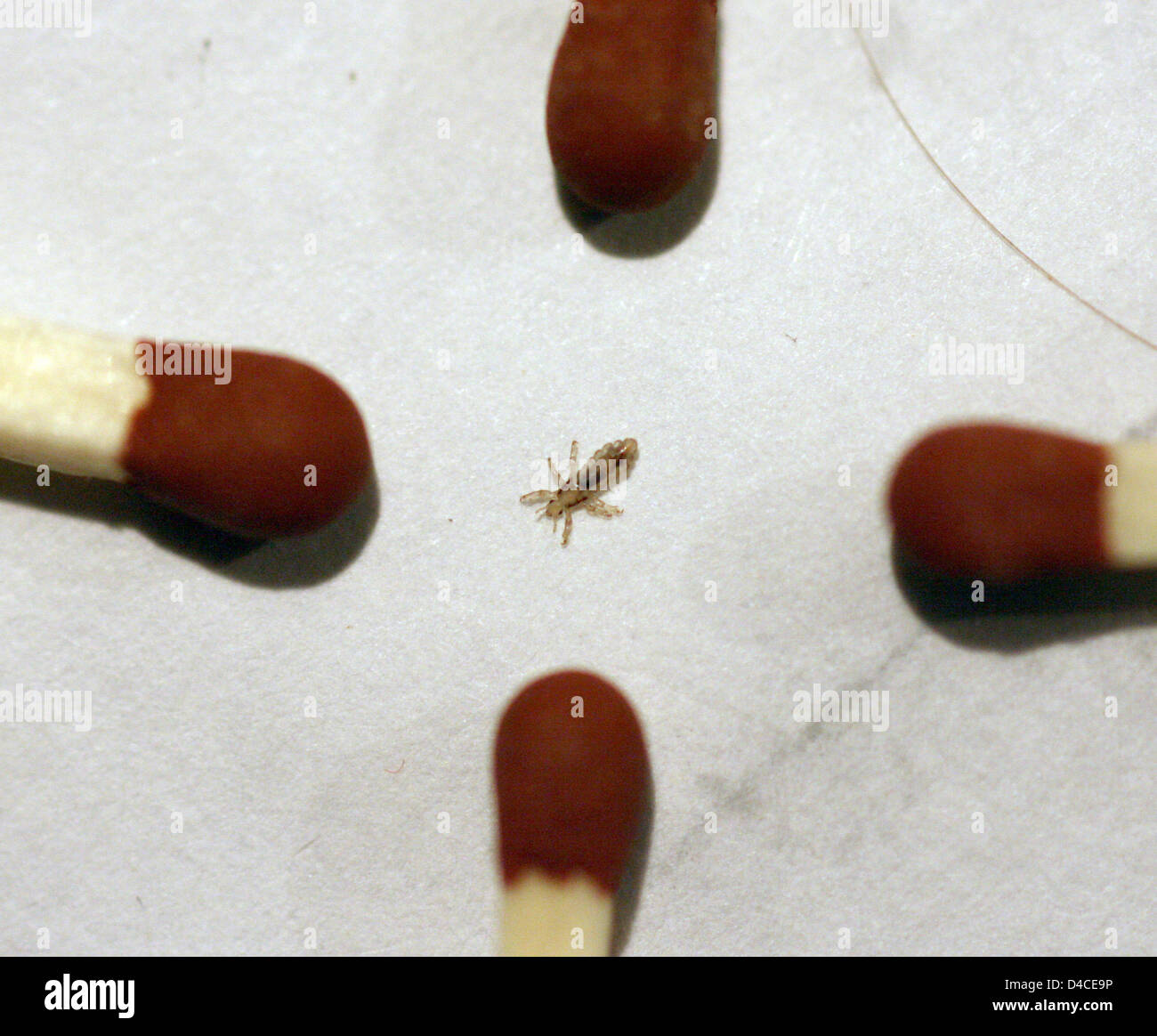 The photo depicts a head louse (R) (lat.: Pediculus humanus capitis) surrounded by four match heads in Freiburg, Germany, 16 Janaury 2008. Photo: Patrick Seeger Stock Photo
