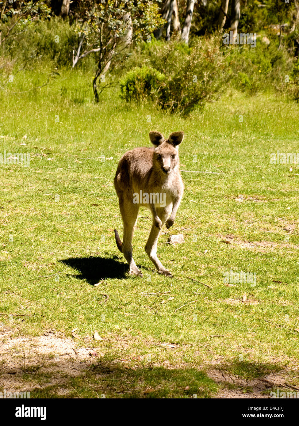 Eastern Grey kangaroo (Macropus giganteus) Snowy Mountains, NSW