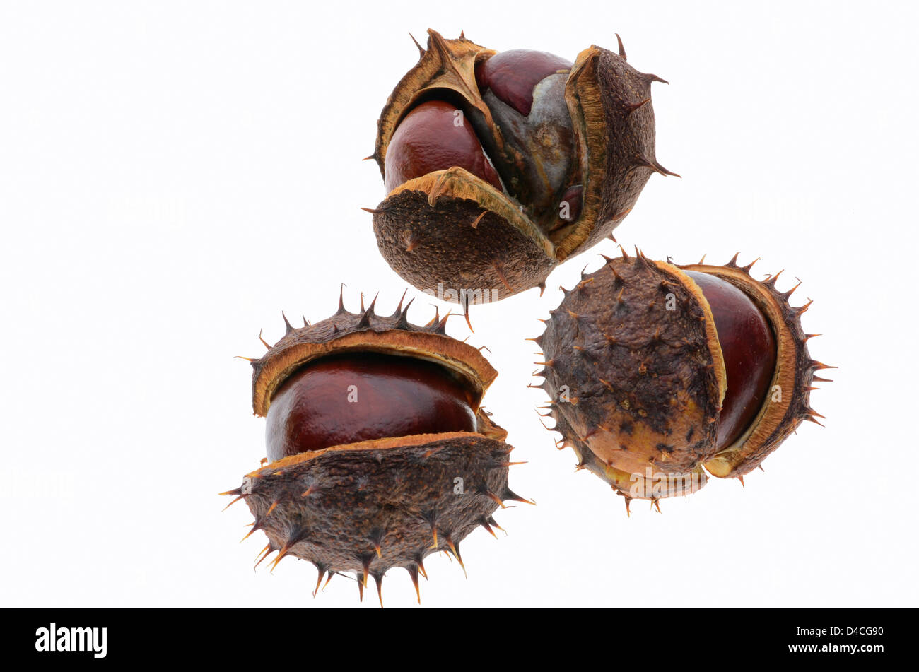Three chestnuts with skin Stock Photo