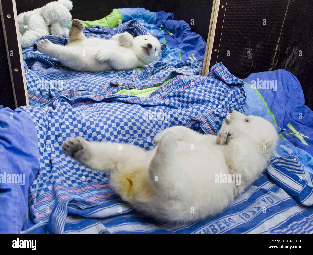 A handout photo made available by the City of Nuremberg shows polar