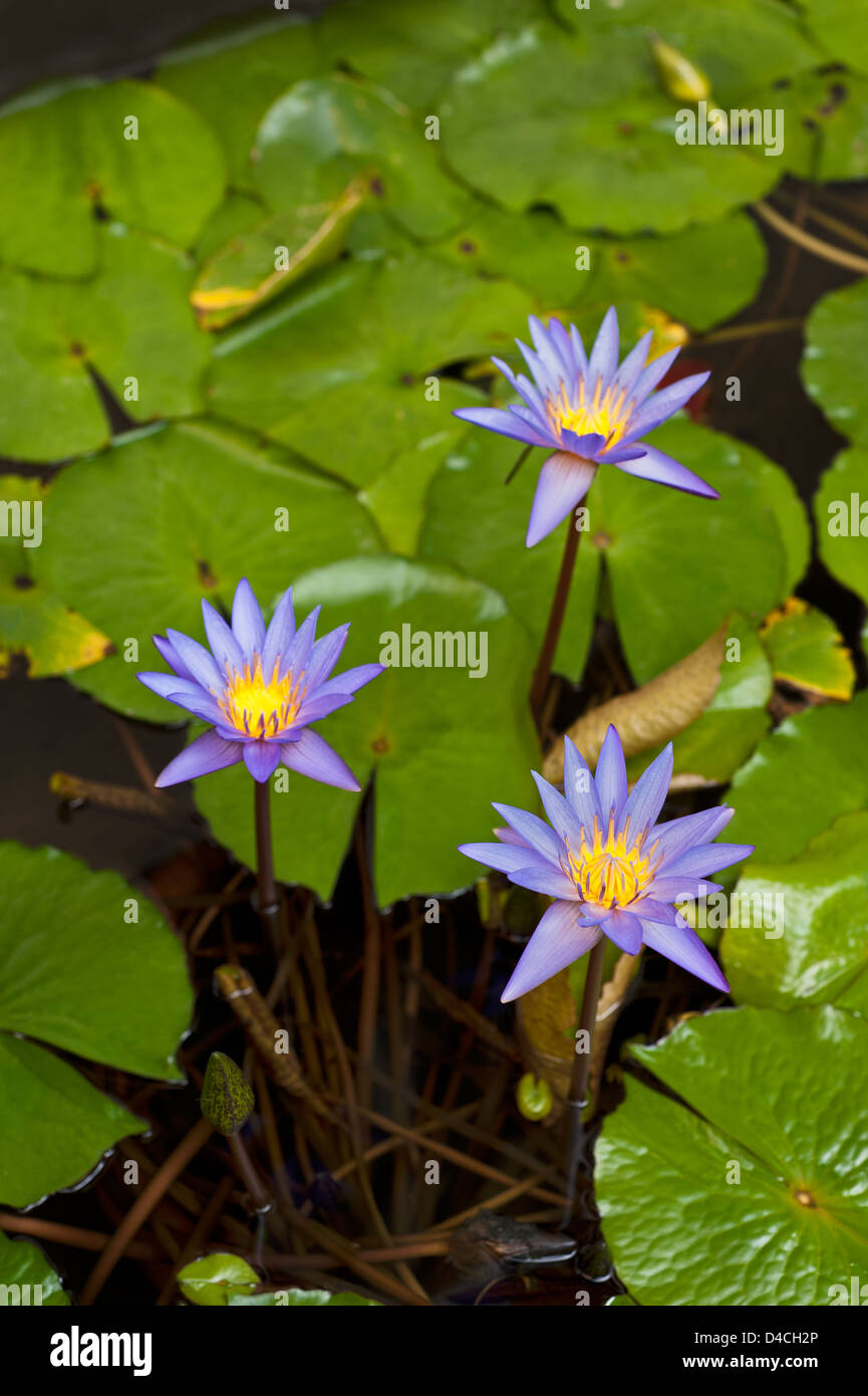 Beautiful Water lily in a small water pond Stock Photo Alamy