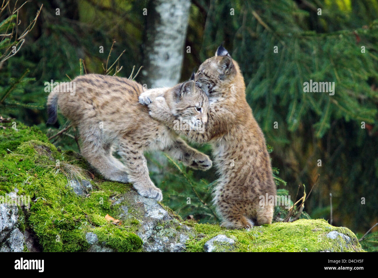 Lynx Vs Wolf Fight