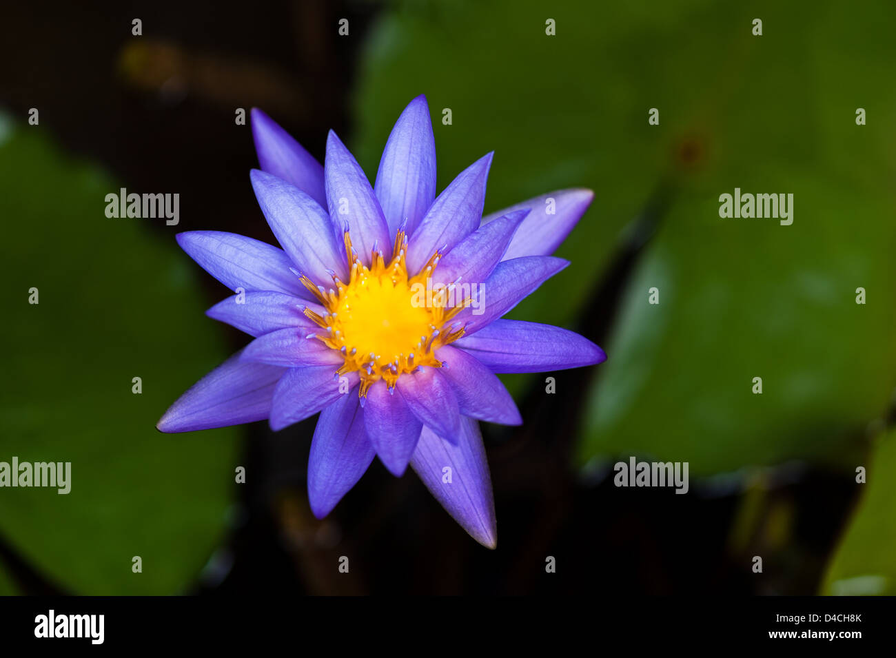 Beautiful Water lily in a small water pond Stock Photo Alamy