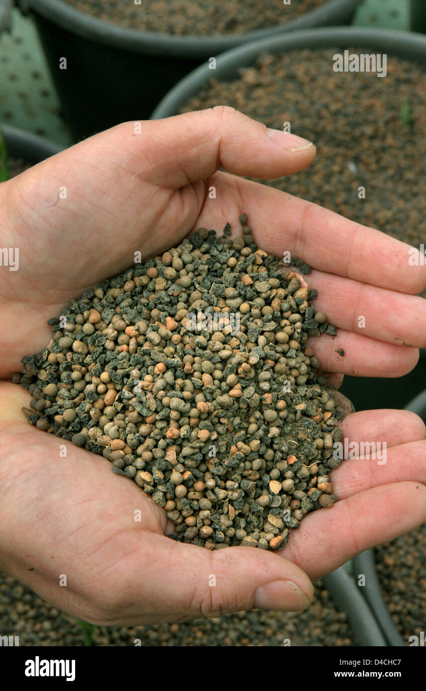 Two handful of energetic granulate at Amycor Ltd. in Bitterfeld, Germany, 30 January 2008. The granulate is amied to produce a 'green wall' of millions of trees, bushes and plants around Beijing, China to protect the city from bad air and sand storms from the Gobi desert. With support of the small Bitterfeld-based company and their special granulate 'Mykorrhiza' the 'green wall' sh Stock Photo