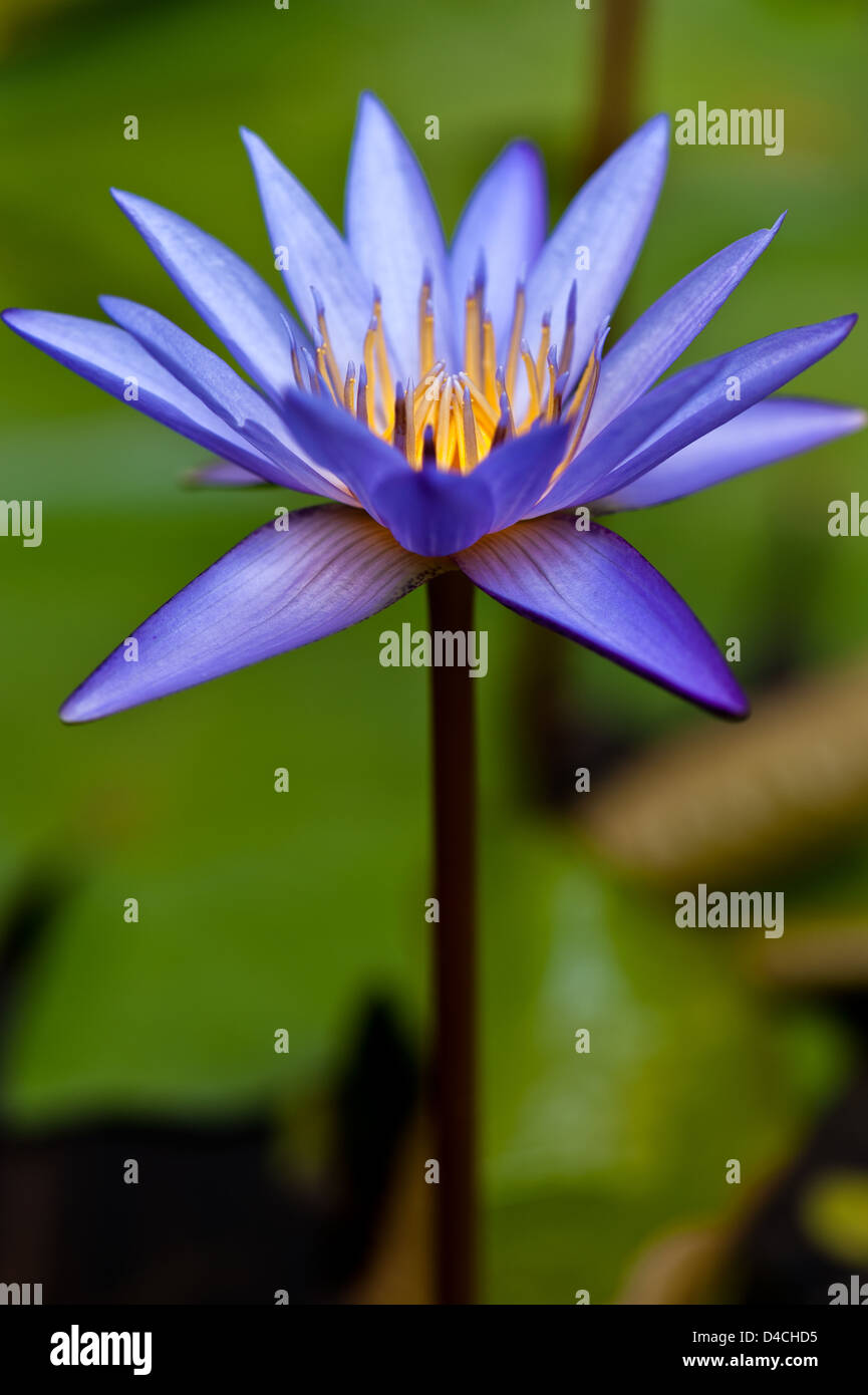 Beautiful Water lily in a small water pond Stock Photo Alamy