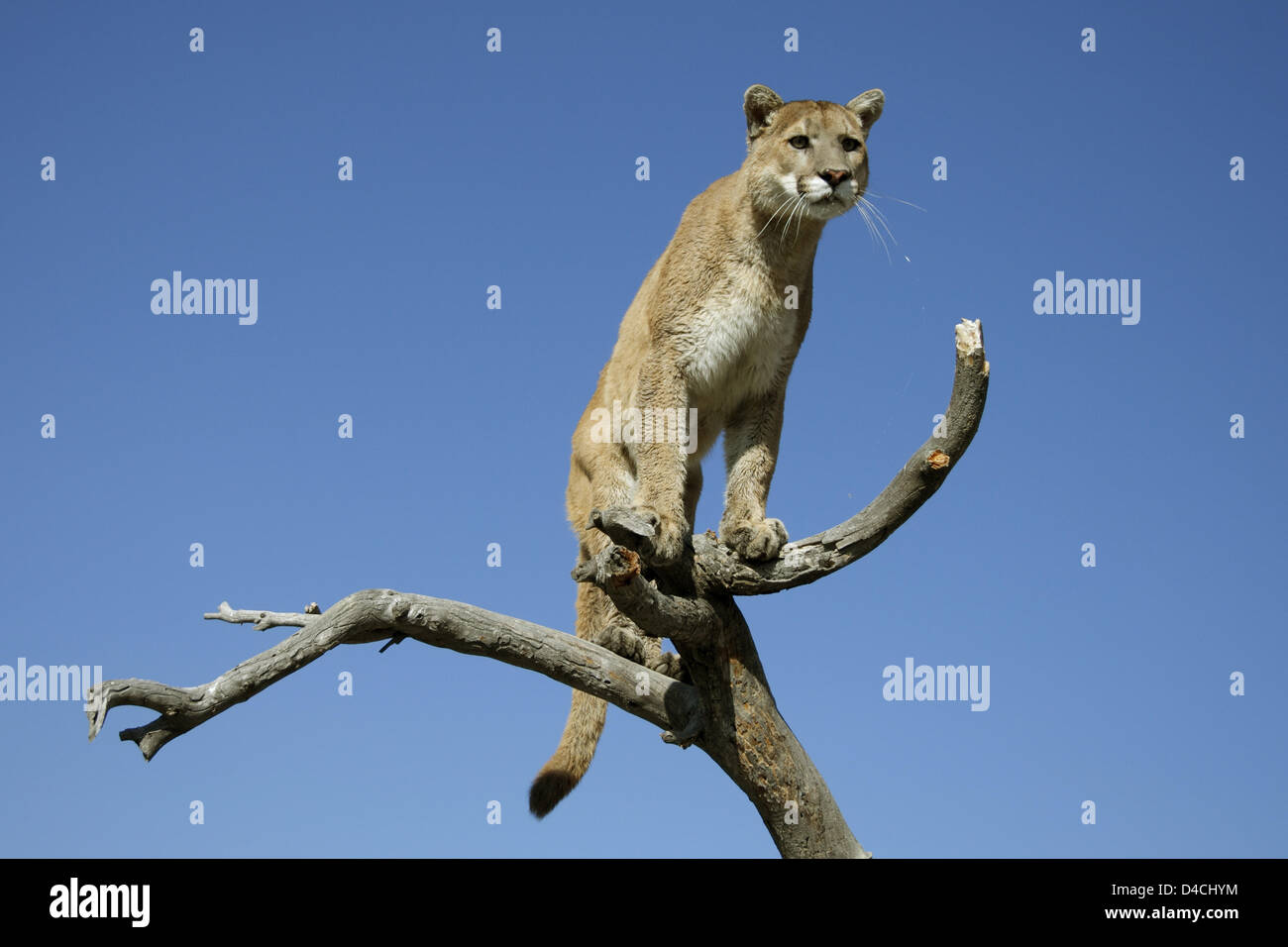 Puma on rock dead tree hi-res stock photography and images - Alamy