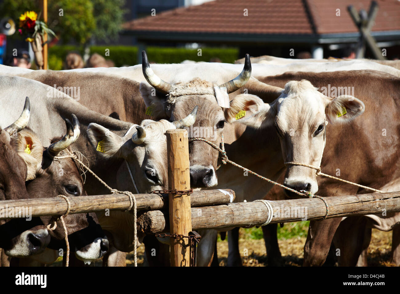 Cows, Heiden AR, Kanton Appenzell Ausserrhoden, Switzerland, Europe Stock Photo