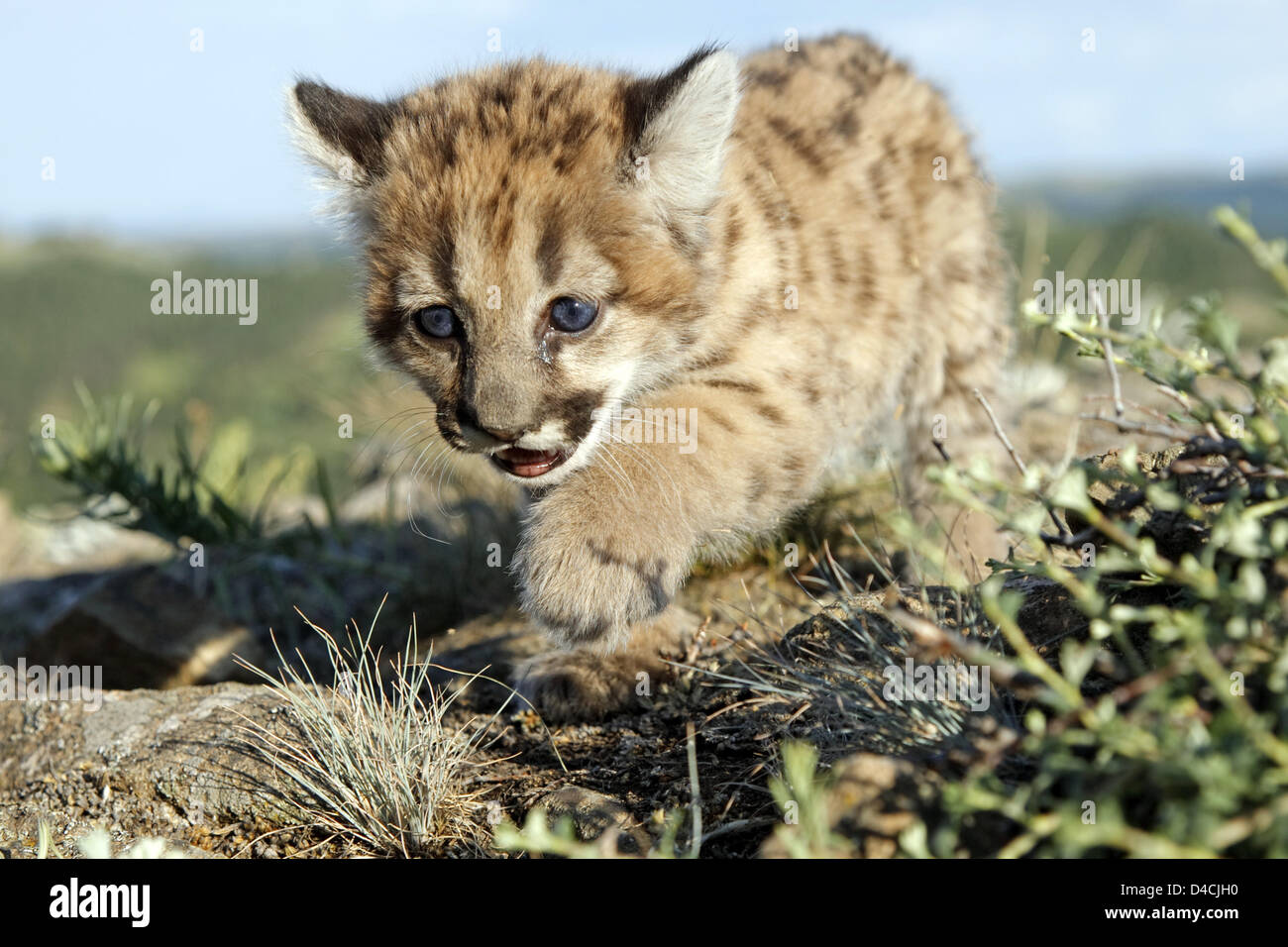 A young Puma cub (lat.: Felis concolor), also known as cougar or Stock  Photo - Alamy