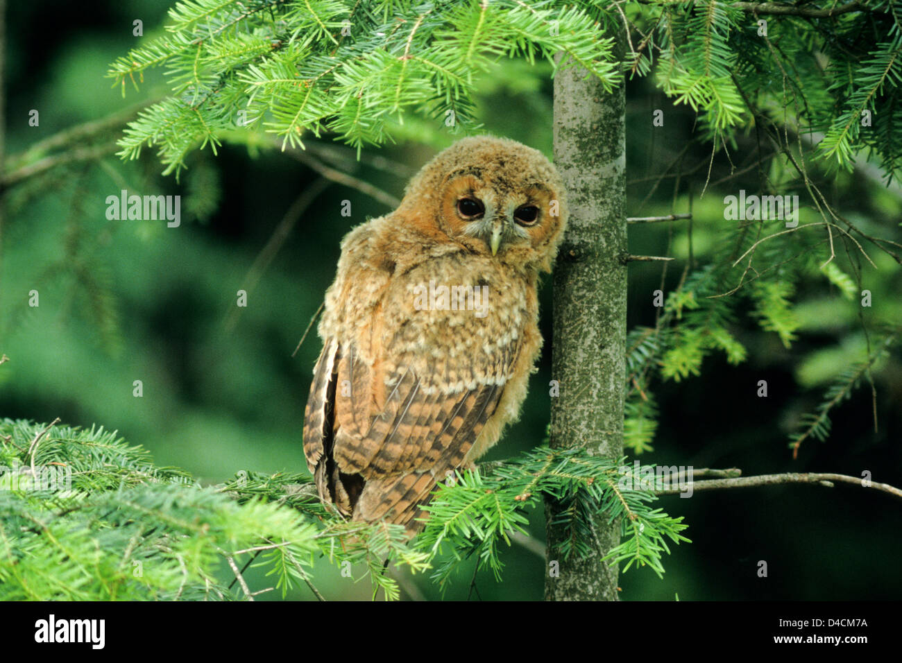 Waldkauz, Jungvogel (Strix aluco) Young Tawny Owl • Ostalbkreis, Baden-Württemberg; Deutschland, Germany Stock Photo