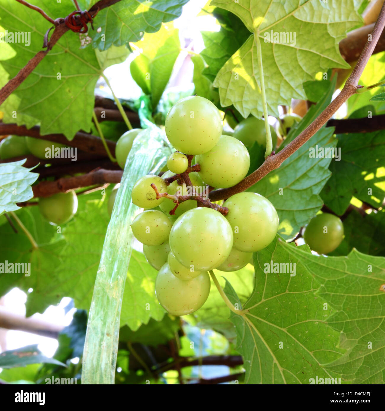 green grapes on vine Stock Photo Alamy