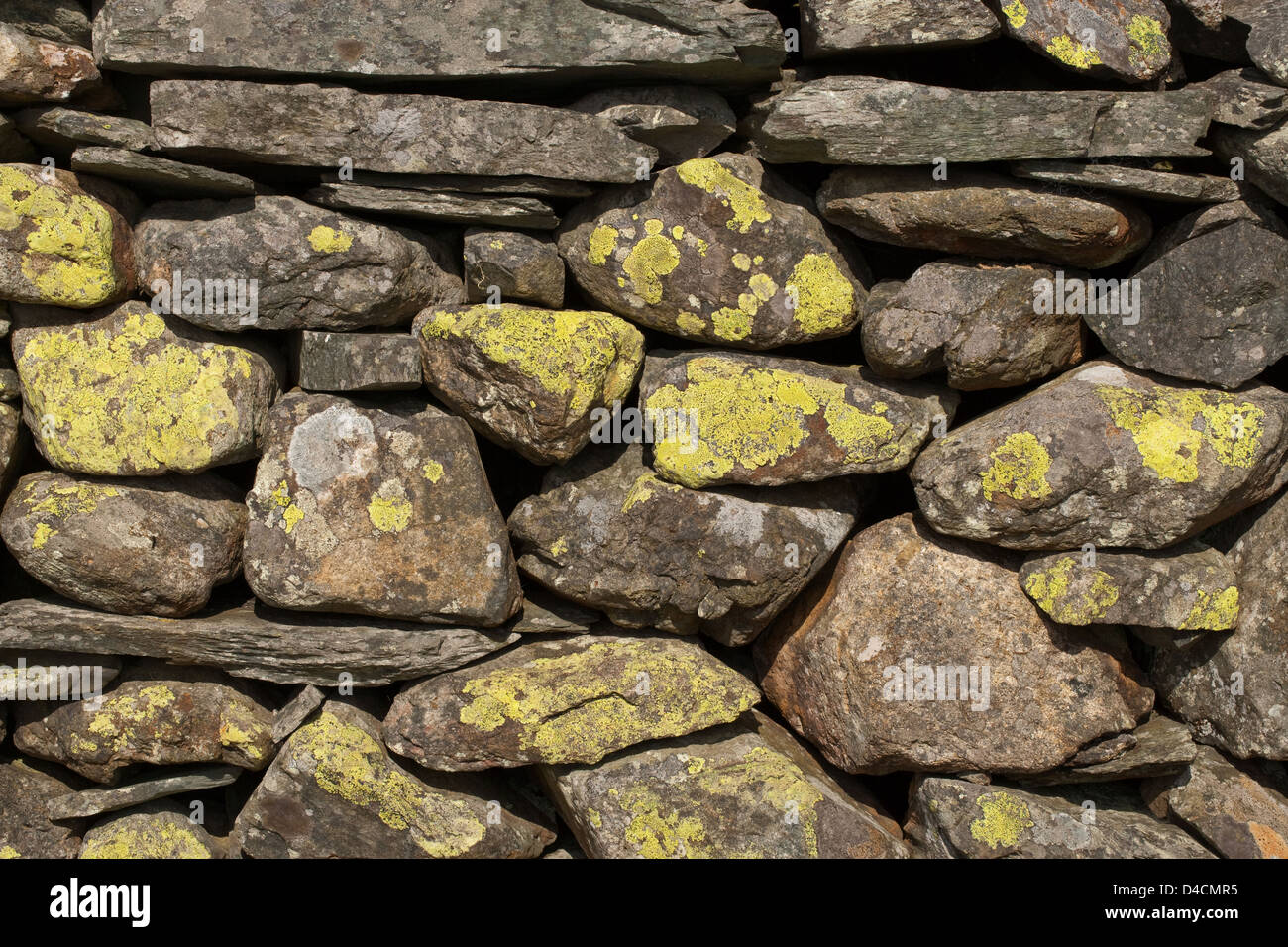 Stone Wall. Lake District National Park. Cumbria. Built to contain farm livestock, mostly sheep (Ovis aries). Stock Photo