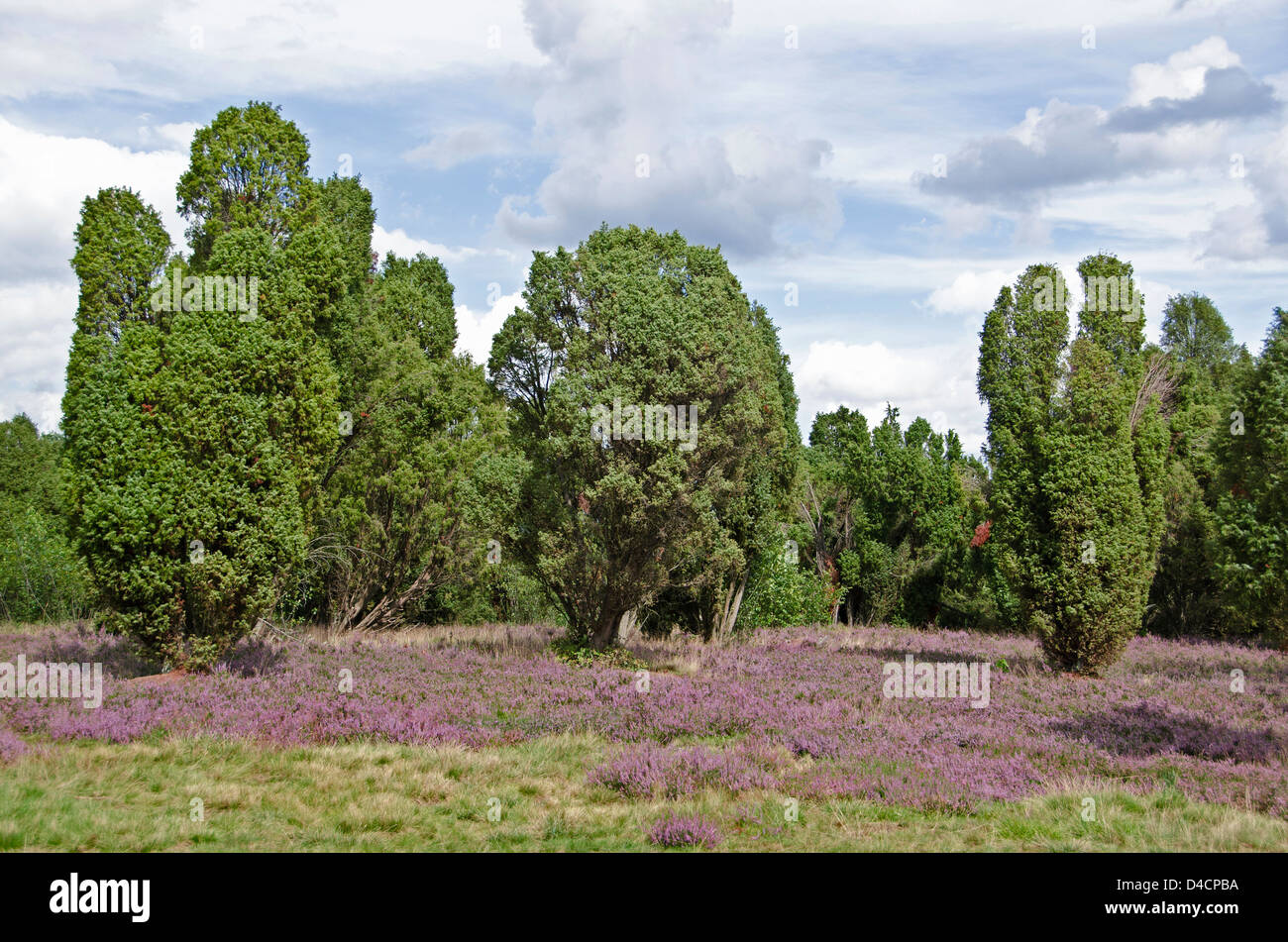 Heath landscape in Gifhorn, Lower Saxony, Germany Stock Photo