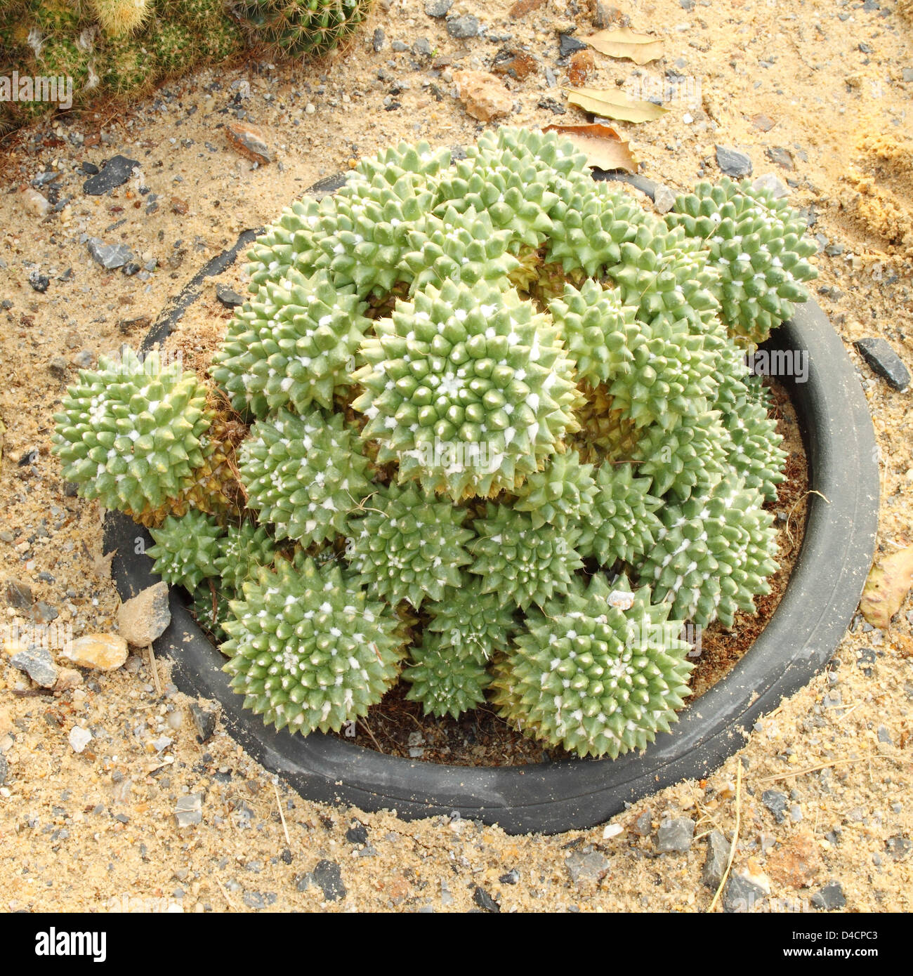 cactus in the desert park Stock Photo