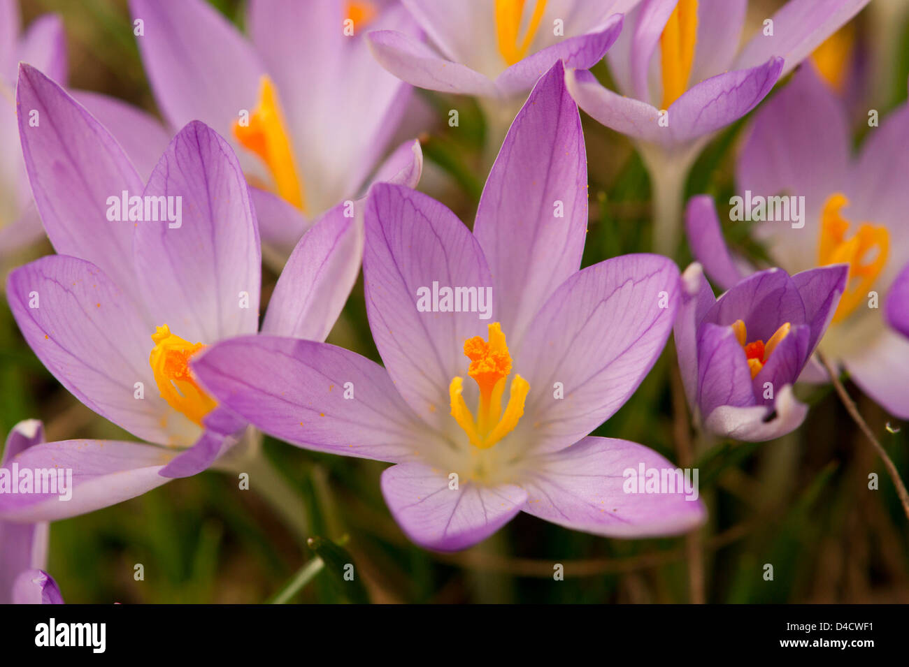Soft purple crocus flowers with deep yellow hearts Stock Photo