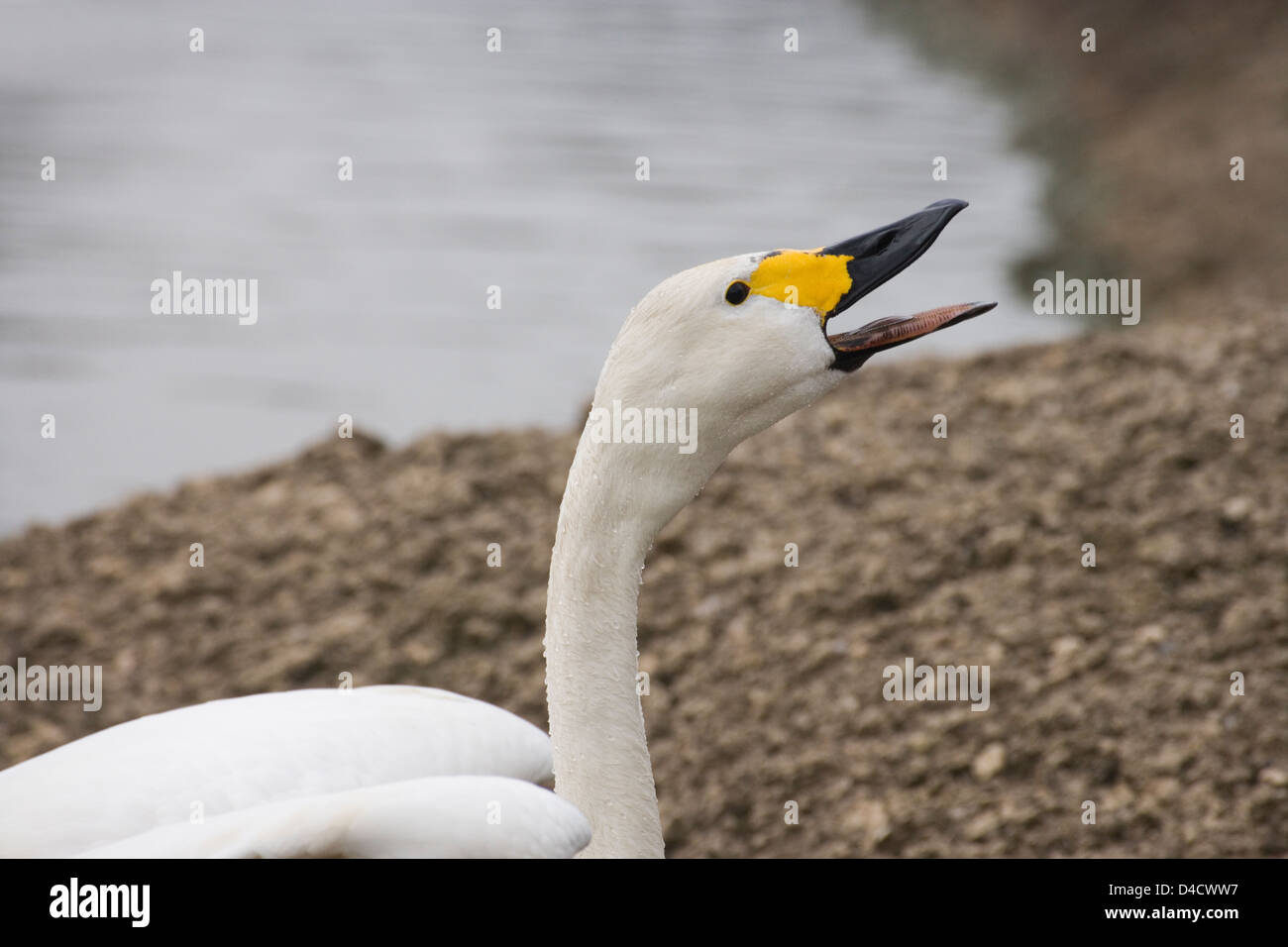 Bewick's Swan Cygnus columbianus bewickii. Tundra Swan. Calling. Stock Photo