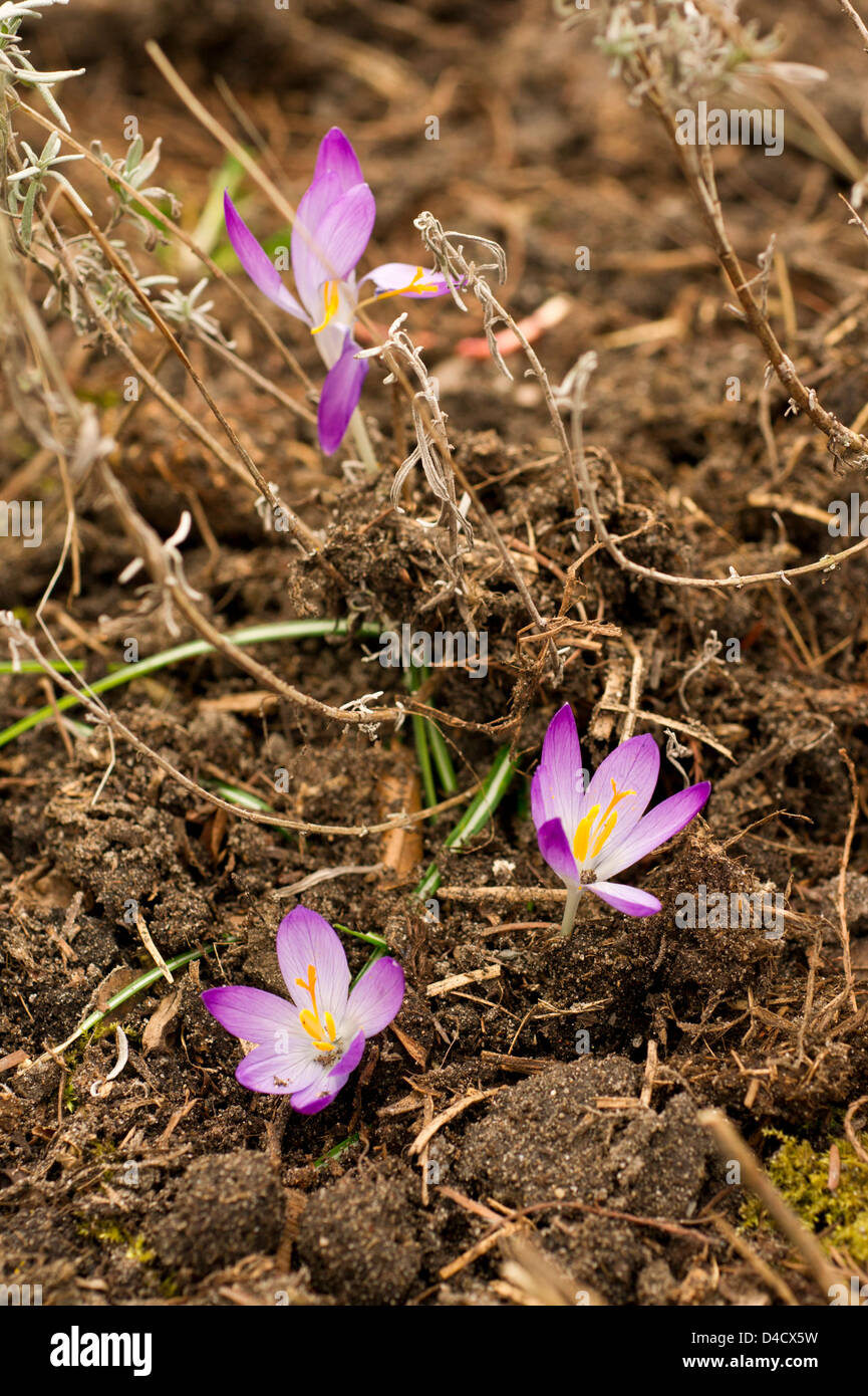 Three crocus Flowers in Spring Stock Photo