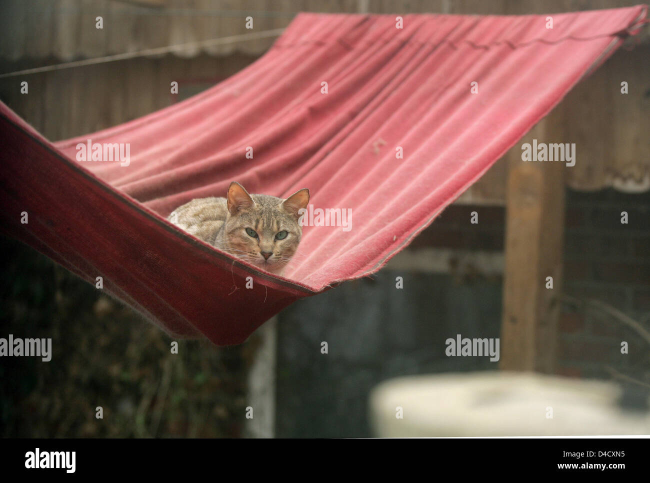 Portrait of a Funny Cat in a Police Hat and Tie Stock Photo - Image of  constable, kitten: 178698814