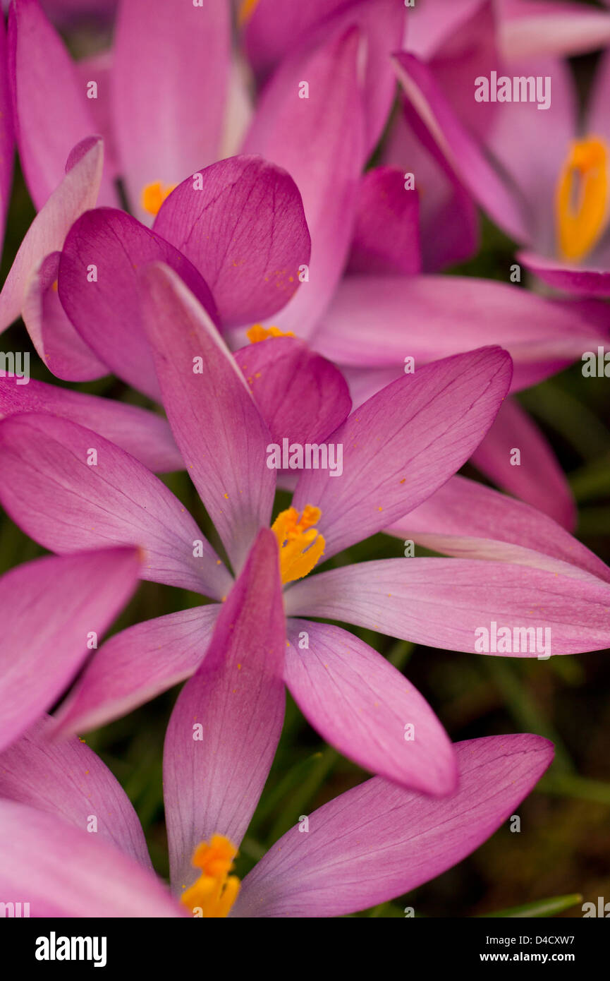 Pink Crocus flowers in spring Stock Photo Alamy
