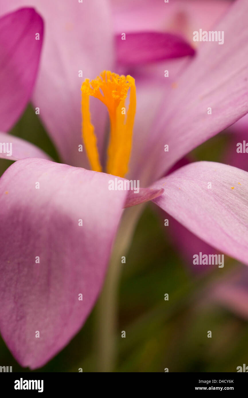Pink crocus flower Stock Photo Alamy