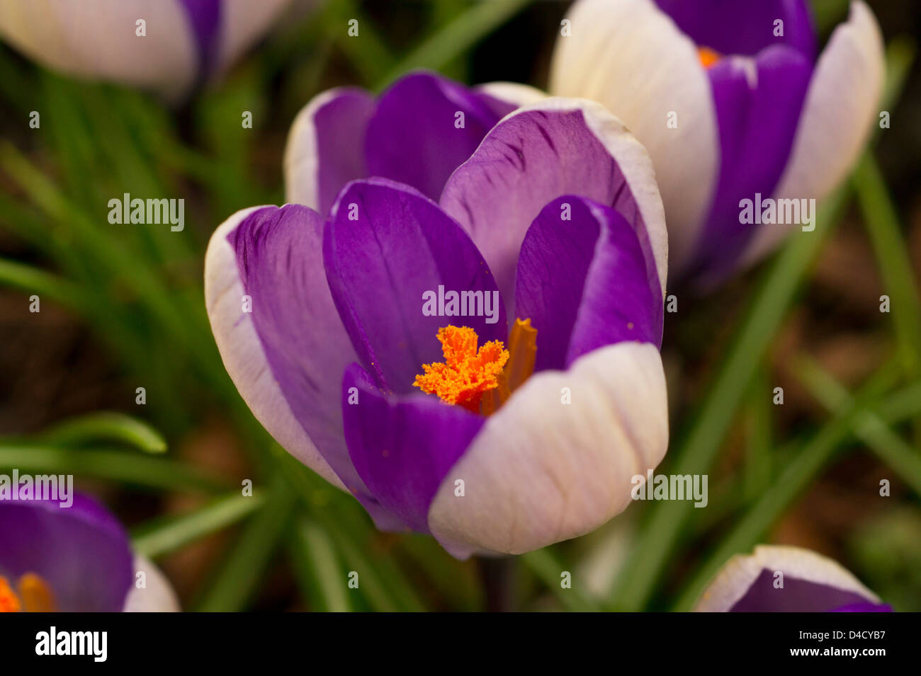 Warm tone flowers hires stock photography and images Alamy