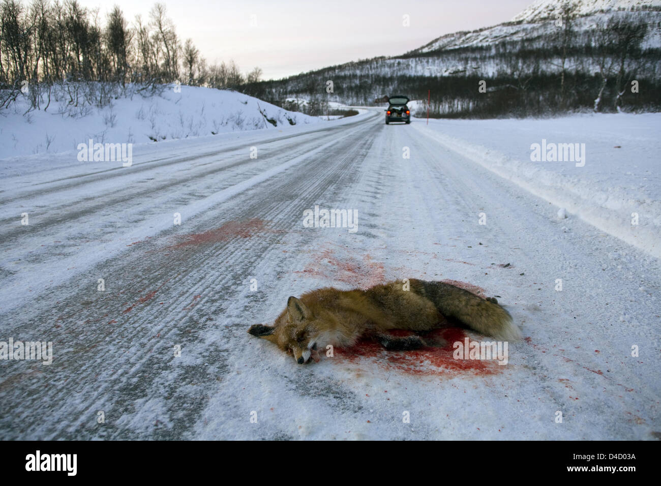 A fox (Vulpes vulpes) that was run over by a car lies on the side of a road, near Gratangen, Norway, 17 November 2007. Photo: Hinrich Baesemann Stock Photo