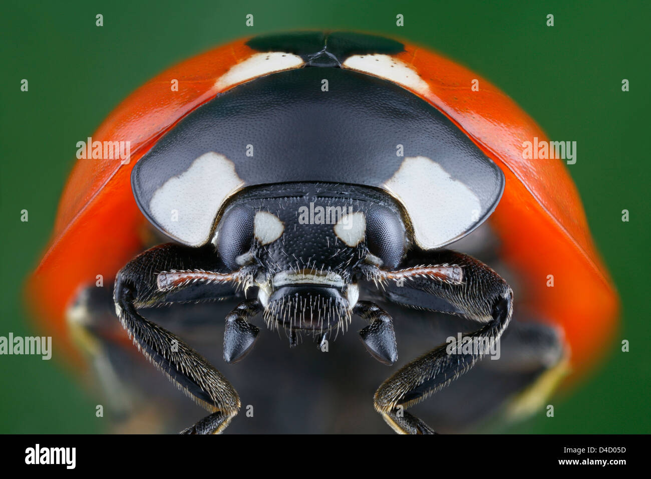 Head of a seven-spot ladybird (Coccinella septempunctata), extreme close-up Stock Photo