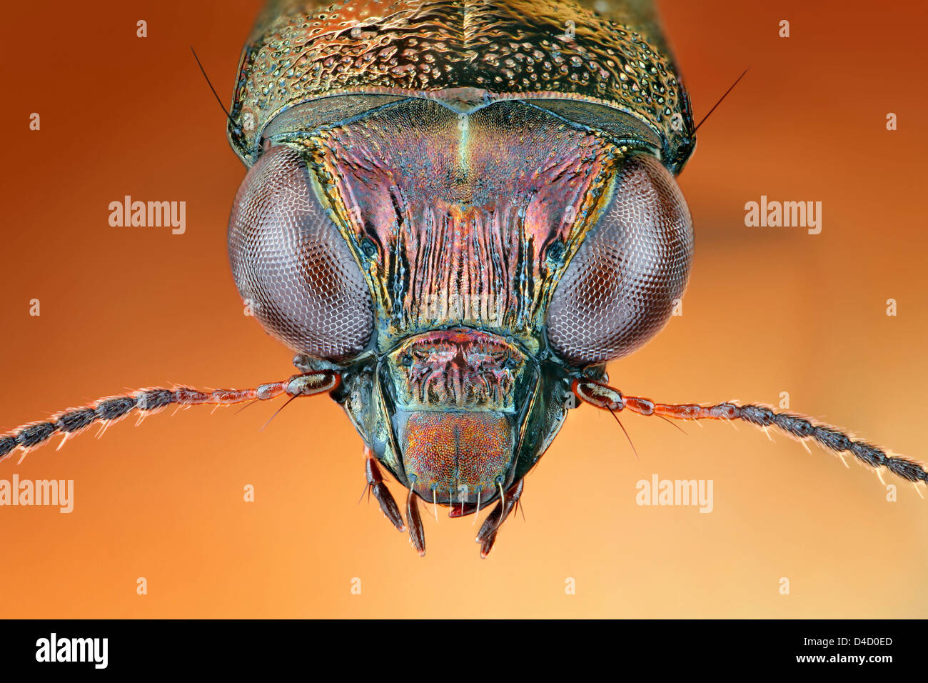 Head of a ground beetle Notiophilus, extreme close-up Stock Photo