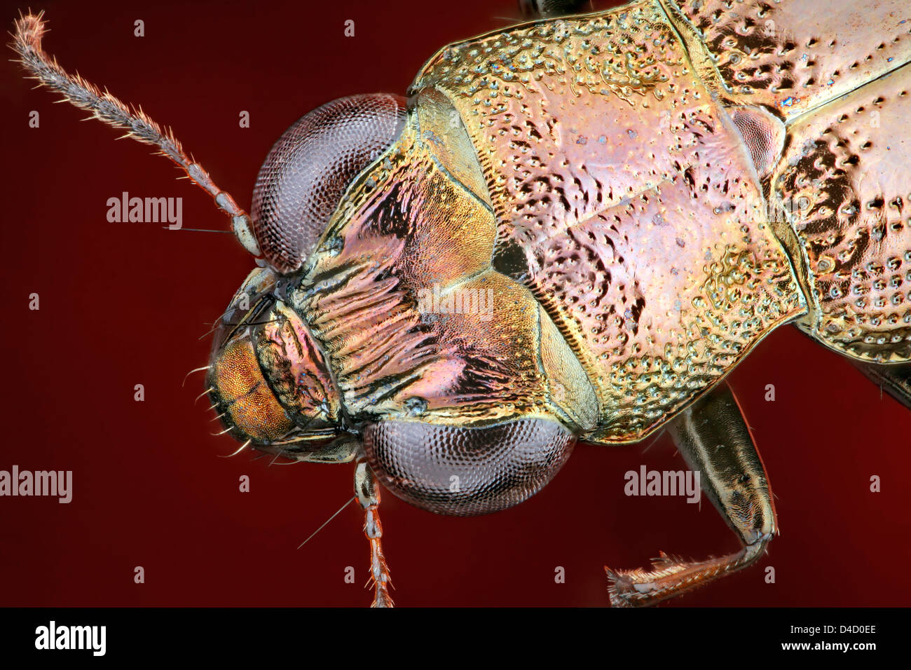 Head of a ground beetle Notiophilus, extreme close-up Stock Photo