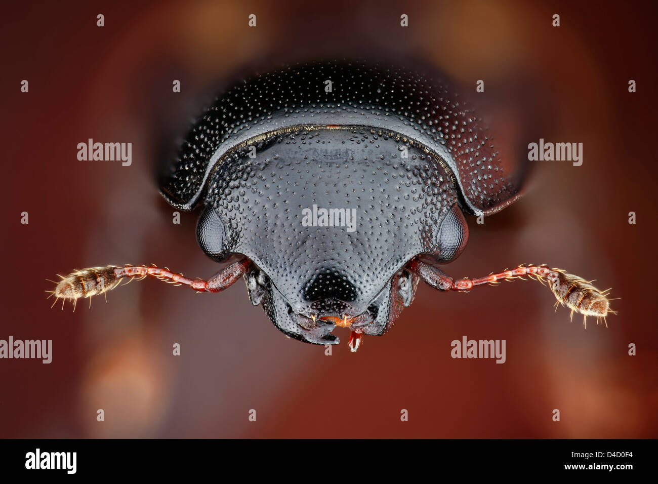 Head of a picnic beetle (Glischrochilus quadrisignatus), extreme close-up Stock Photo