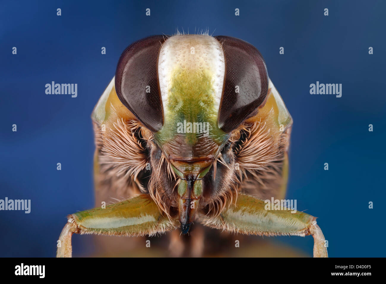 Head of a backswimmer (Notonectidae), extreme close-up Stock Photo