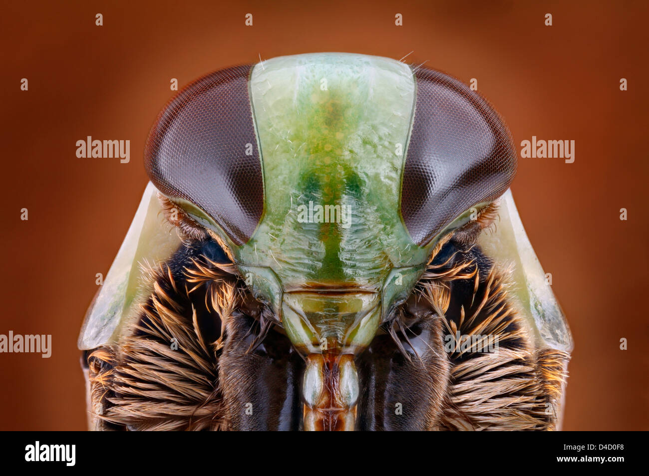 Head of a backswimmer (Notonectidae), extreme close-up Stock Photo
