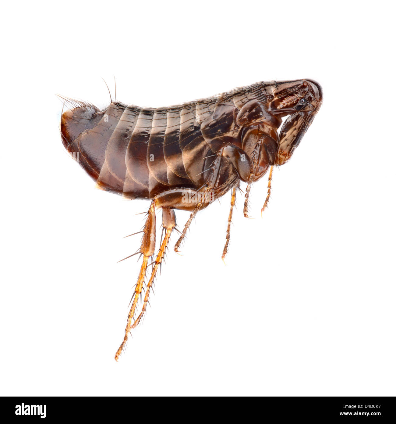Hen flea (Ceratophyllus gallinae), extreme close-up Stock Photo