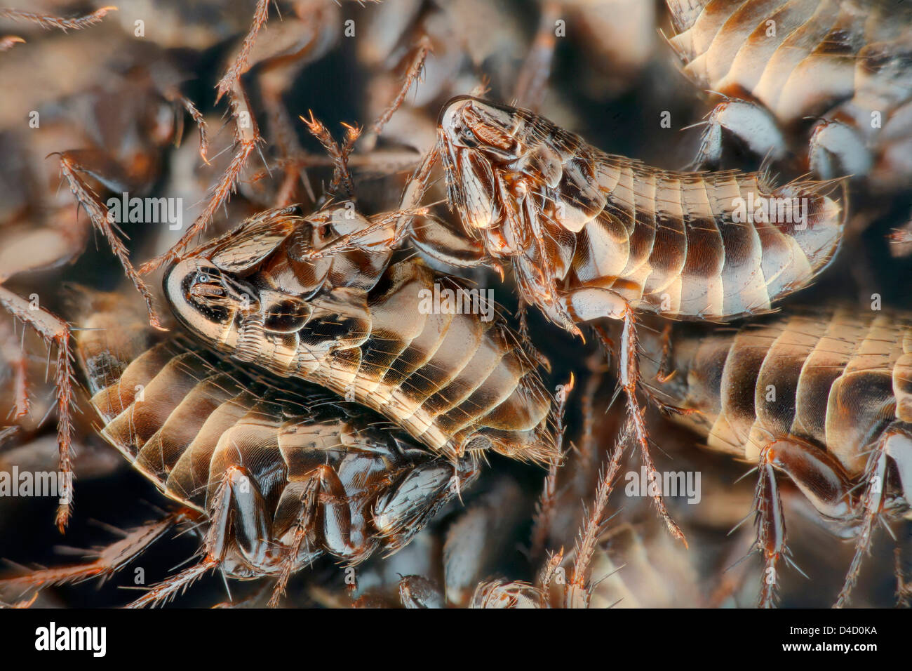 Heap of dead fleas, extreme close-up Stock Photo